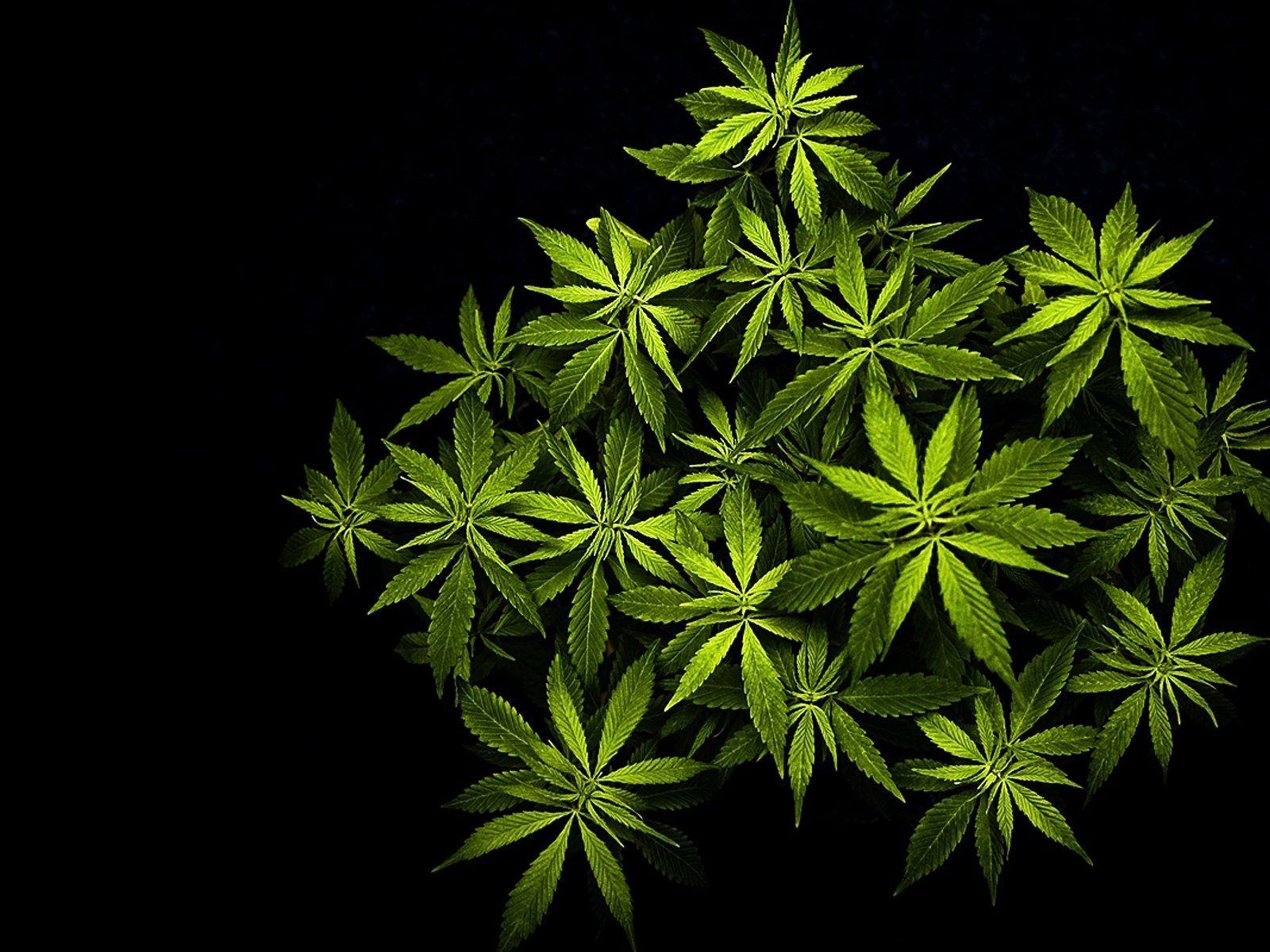 1600x1200 Marijuana 420 weed mary jane drugs wallpaperx1200