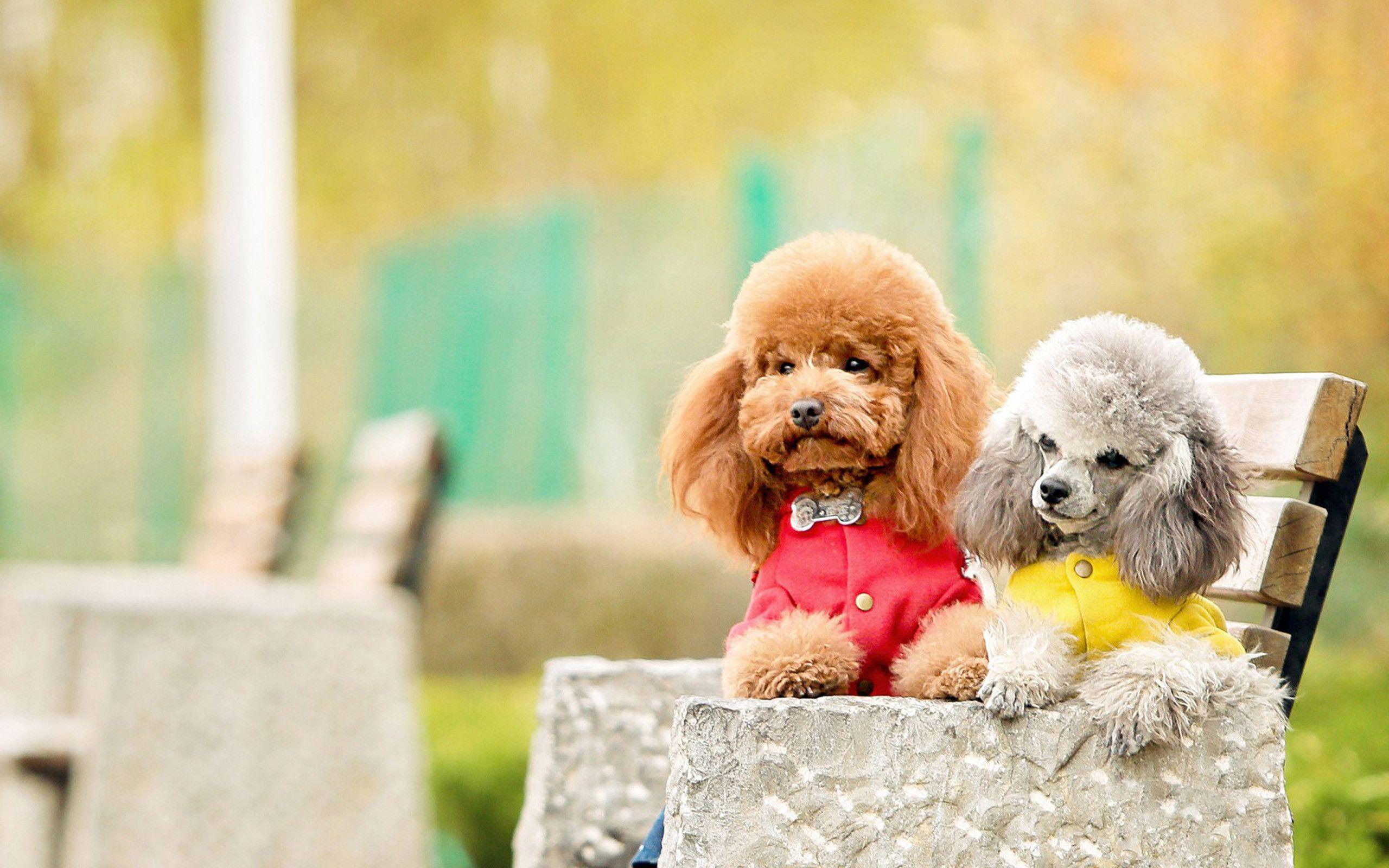 Toy Poodle Wallpapers  Wallpaper Cave