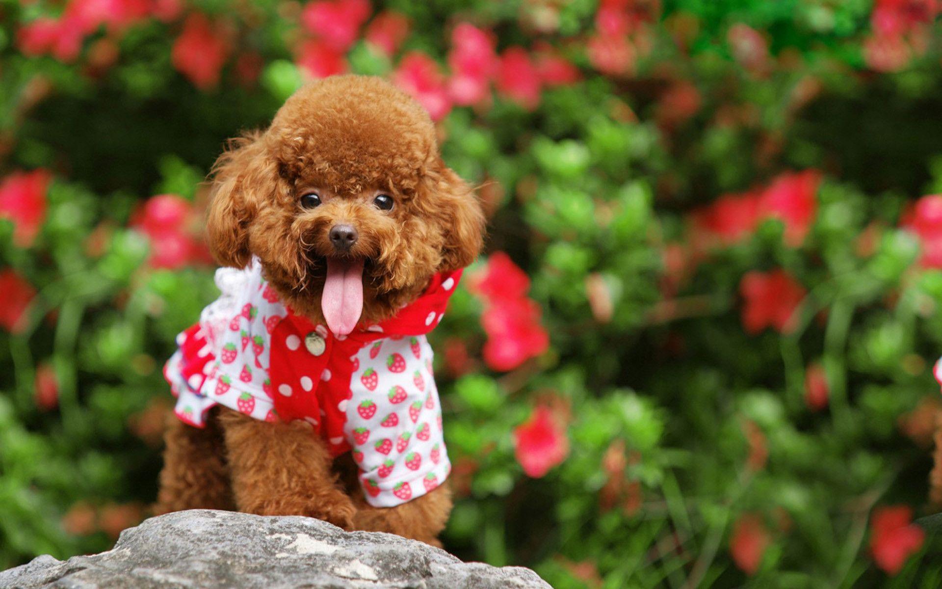 Toy Poodle Cici Wallpapers  Gnomelookorg
