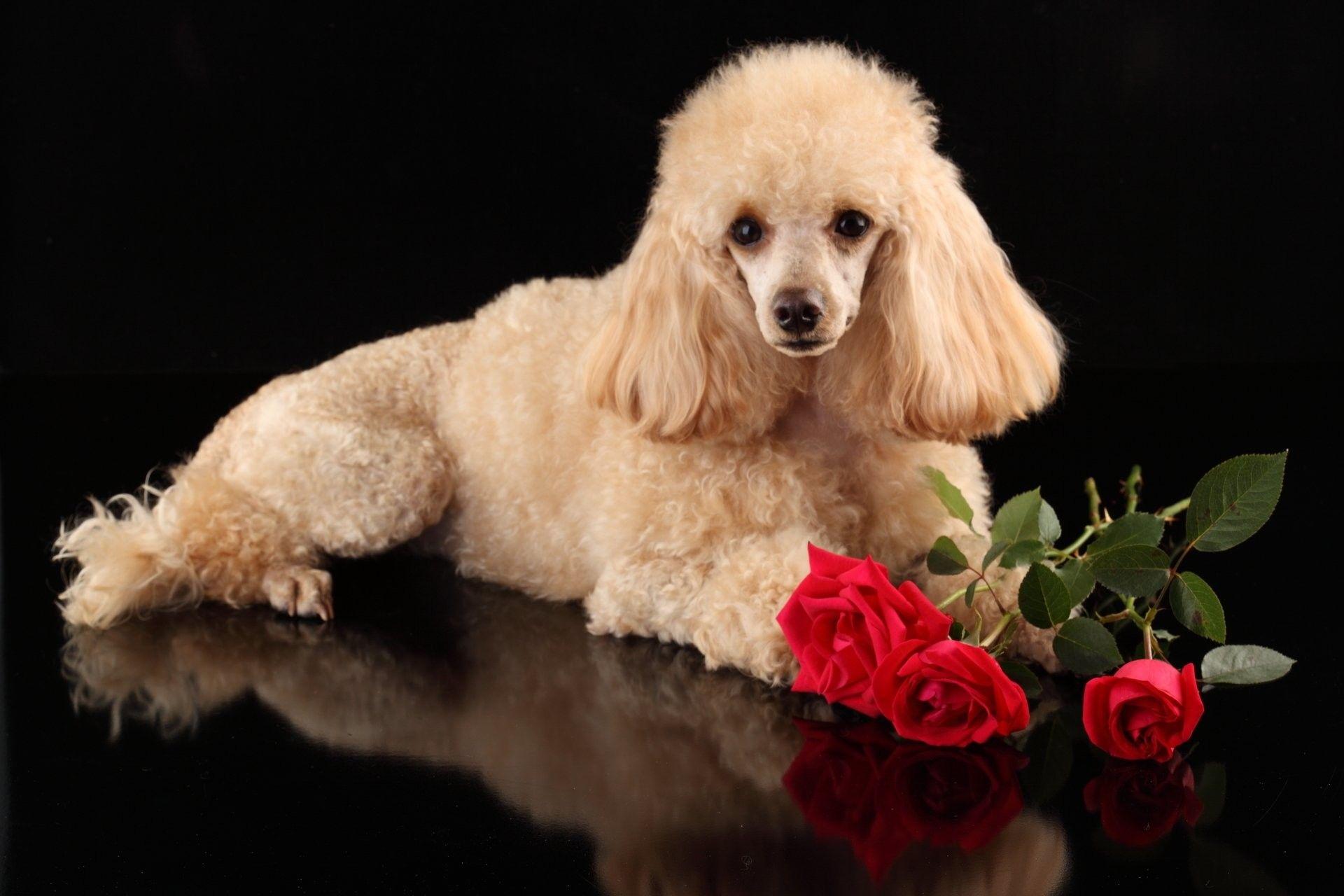 1920x1280 Poodle Wallpaper