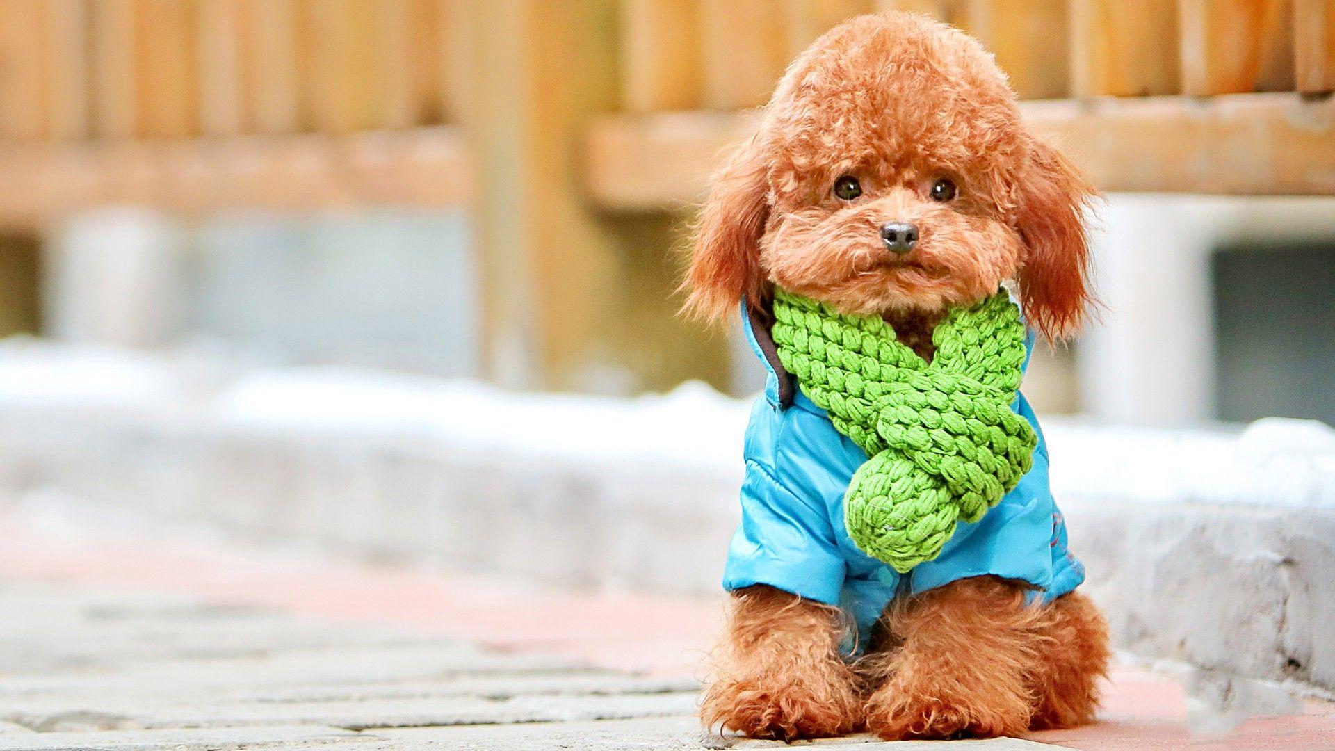 1920x1080 Poodle Wallpaper Poodle