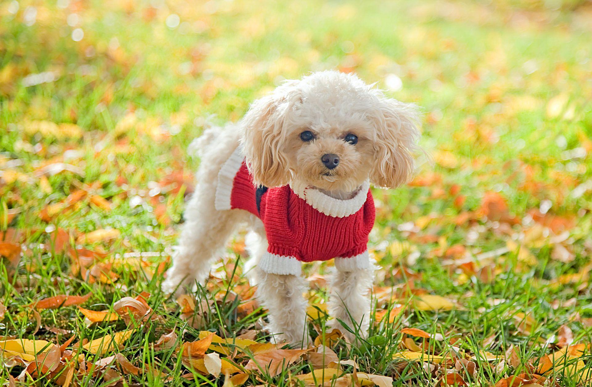 Poodle Wallpapers - Top Free Poodle Backgrounds - WallpaperAccess