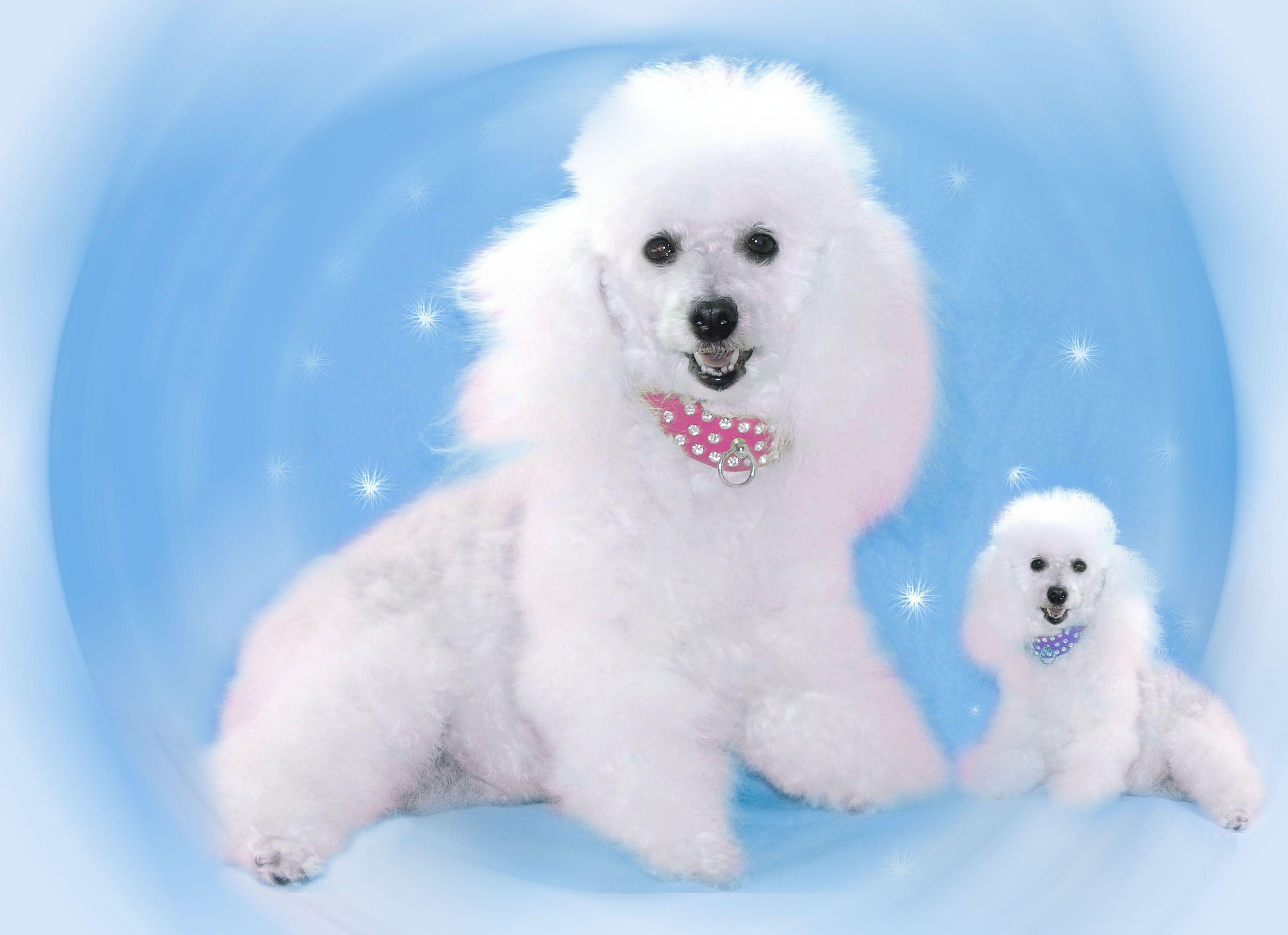 Poodle Wallpapers - Top Free Poodle Backgrounds - WallpaperAccess