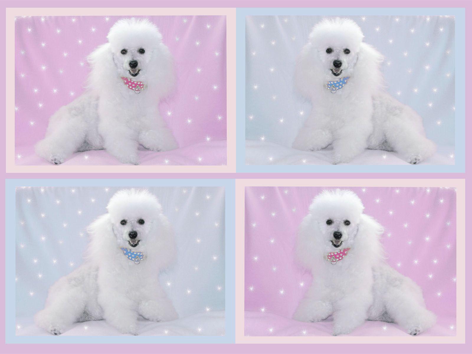 1600x1200 Awesome Poodle Image Super HD For Mobile