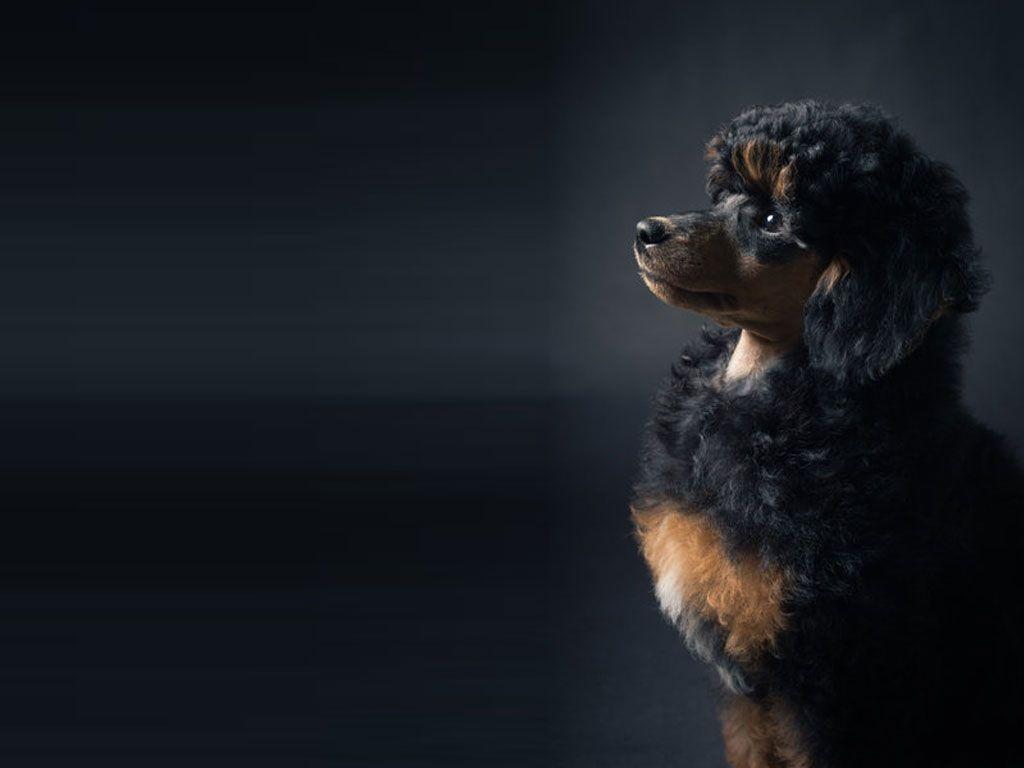 1024x768 Poodle