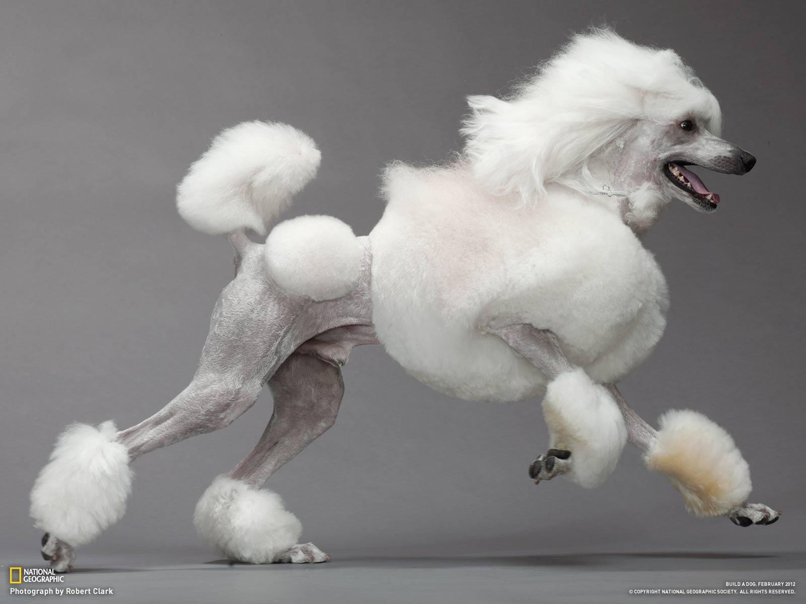 Poodle Wallpapers - Top Free Poodle Backgrounds - WallpaperAccess