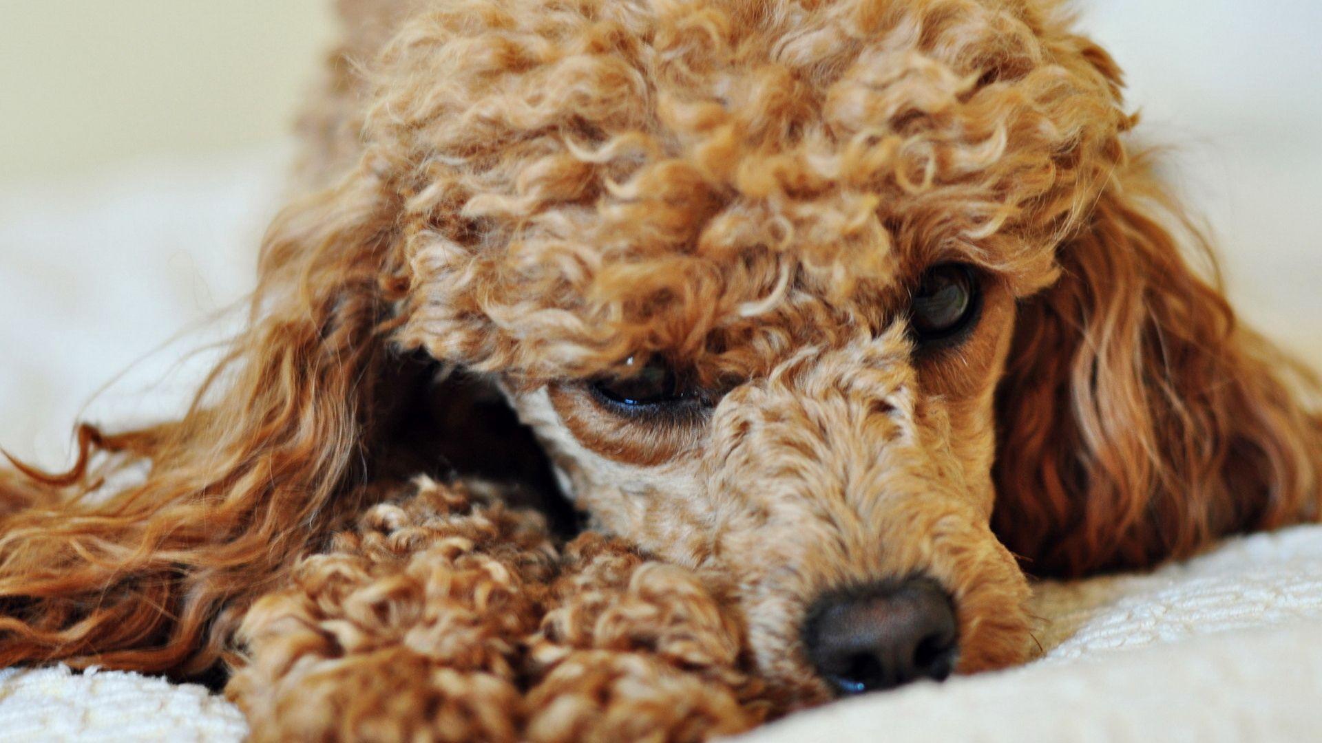 1920x1080 Download wallpaper 1920x1080 poodle, dog, curly, face full