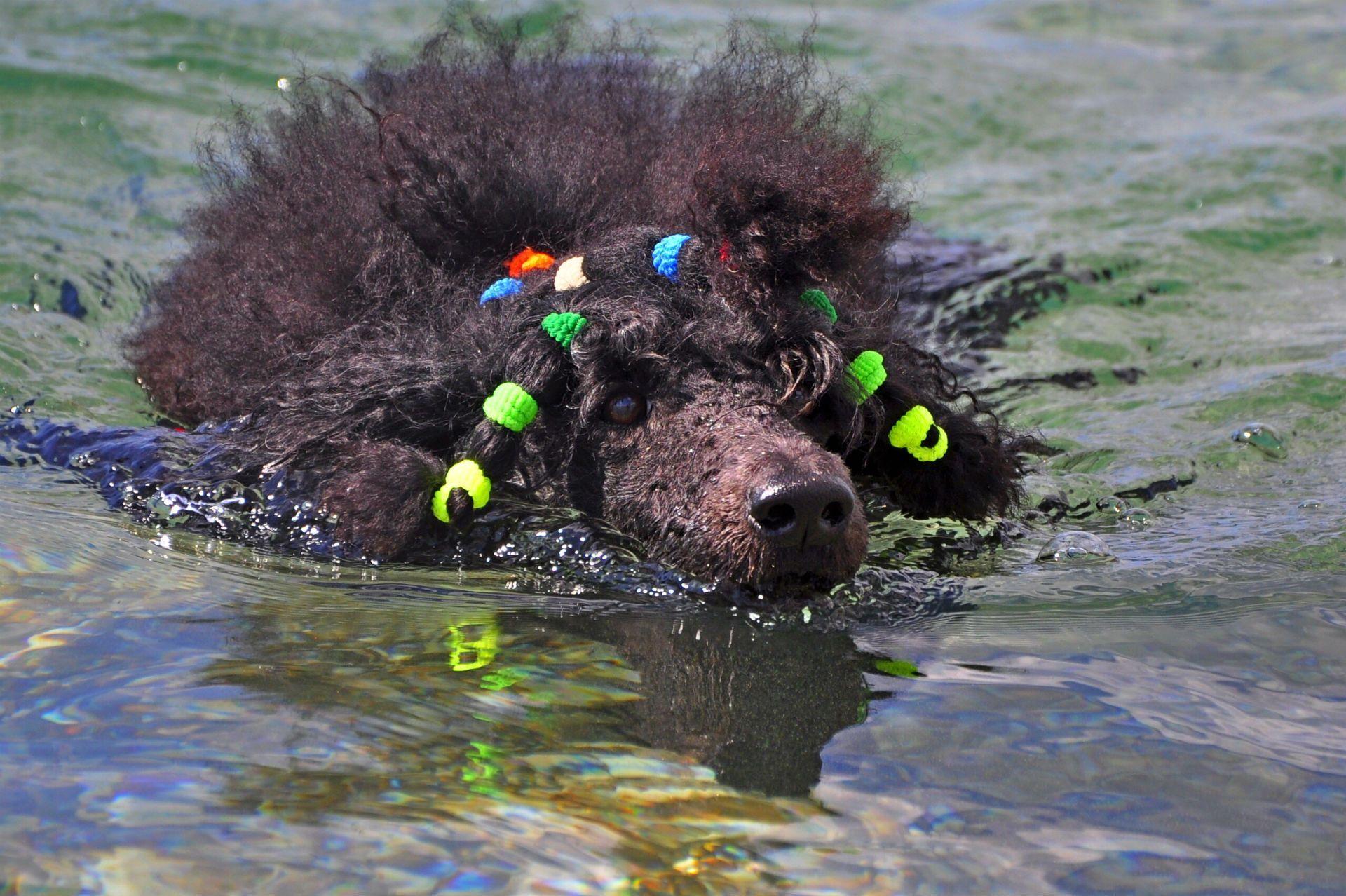 1920x1278 Poodle wallpaper HD. Desktop picture, Poodle, High