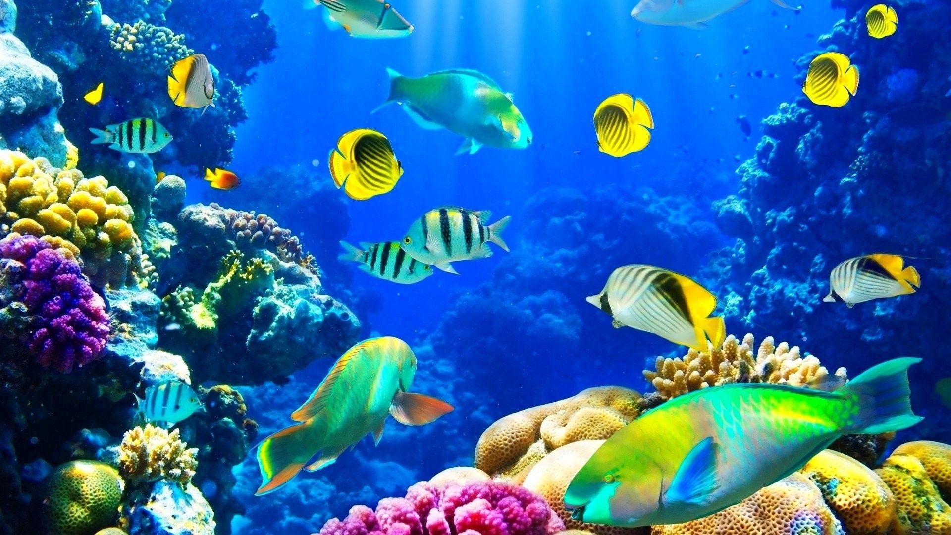 Ocean Life Wallpapers Top Free Ocean Life Backgrounds WallpaperAccess