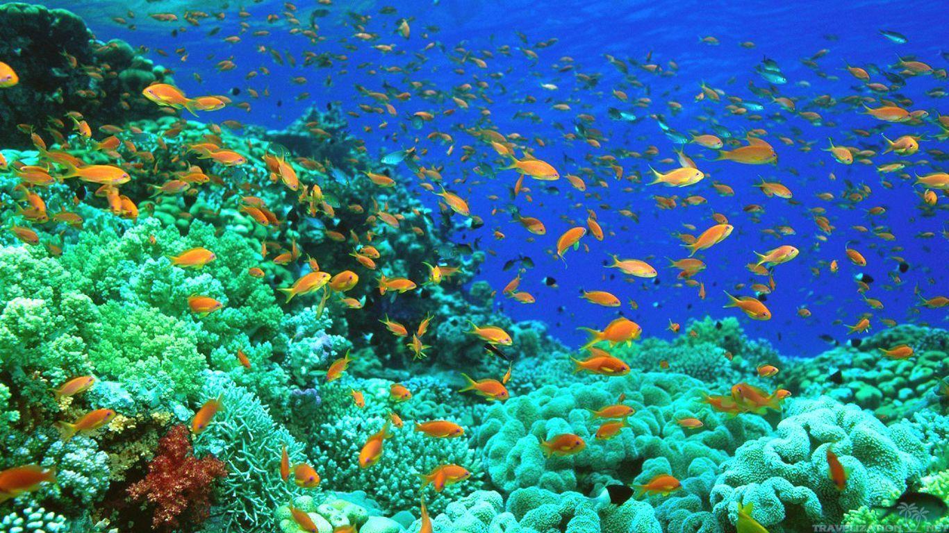 1366x768 Pleasant Background Image HD Life In Ocean, HD