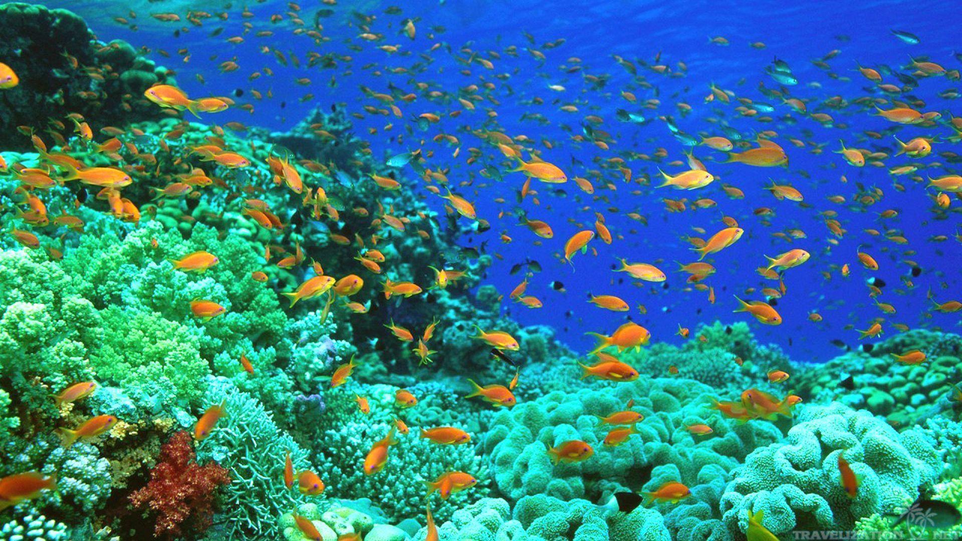 1920x1080 Sea Life Wallpaper High Resolution #D858PIW