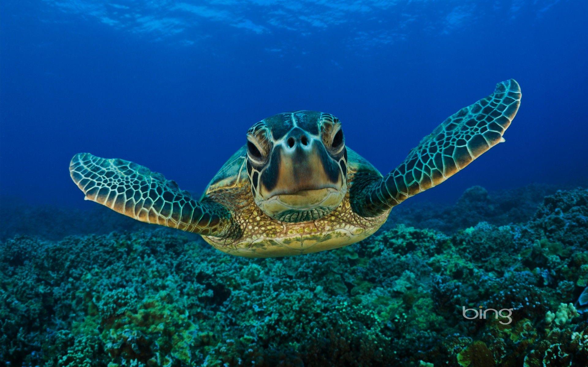 1920x1200 Free download Sea Life Sea Life Wallpaper 32310898