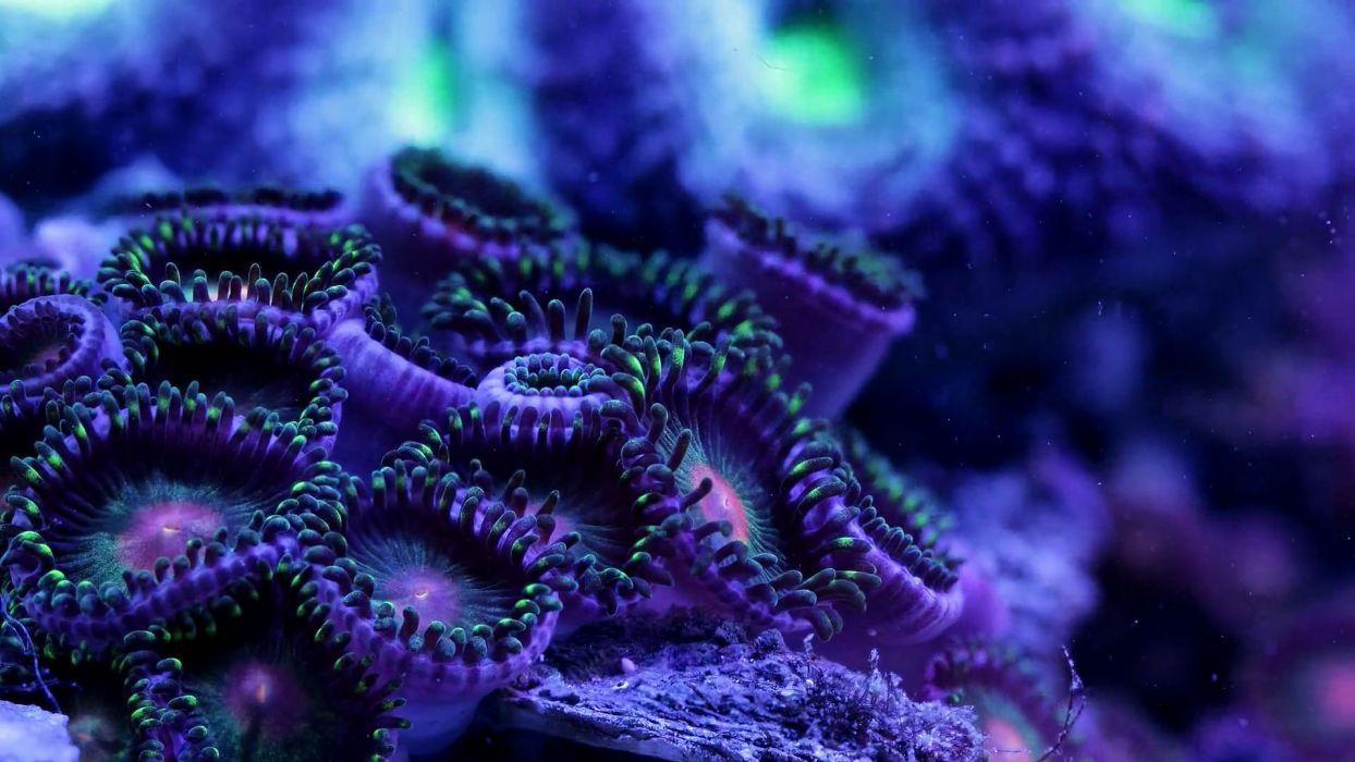 1244x700 SEA LIFE Underwater Sea Ocean Art Artwork 3 D Psychedelic