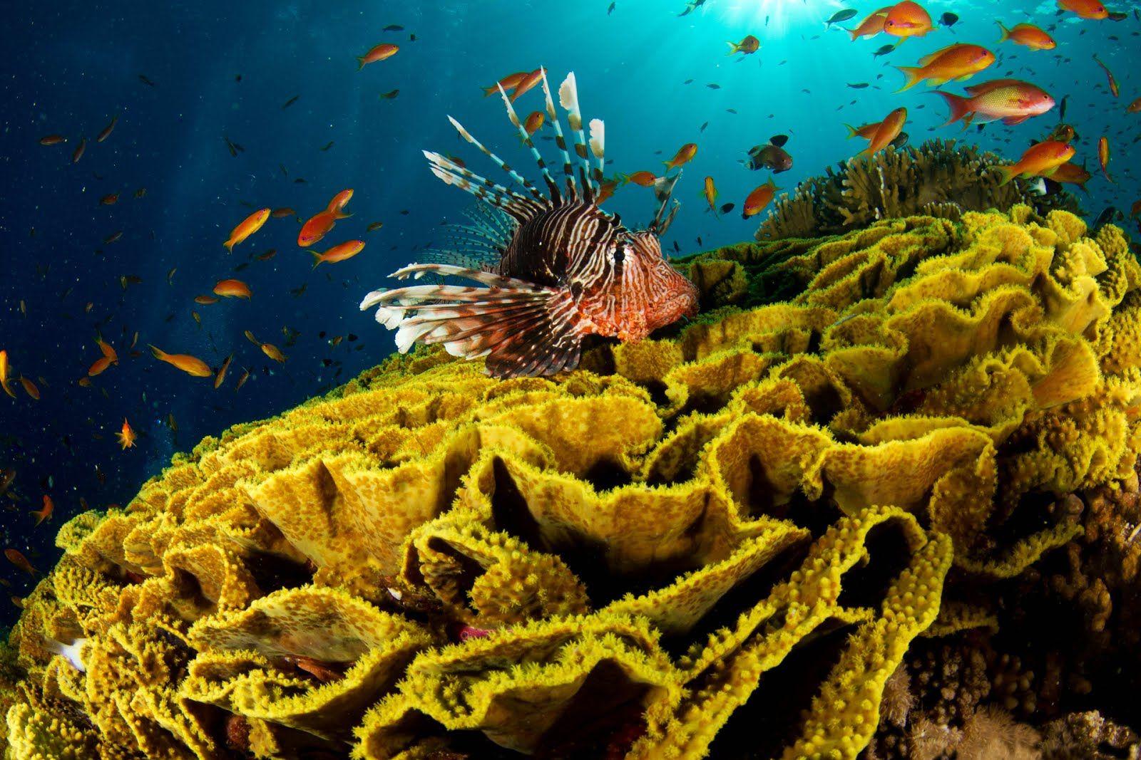 1600x1067 PHOTOGRAPHY PLUS: Underwater sea creatures and other animals