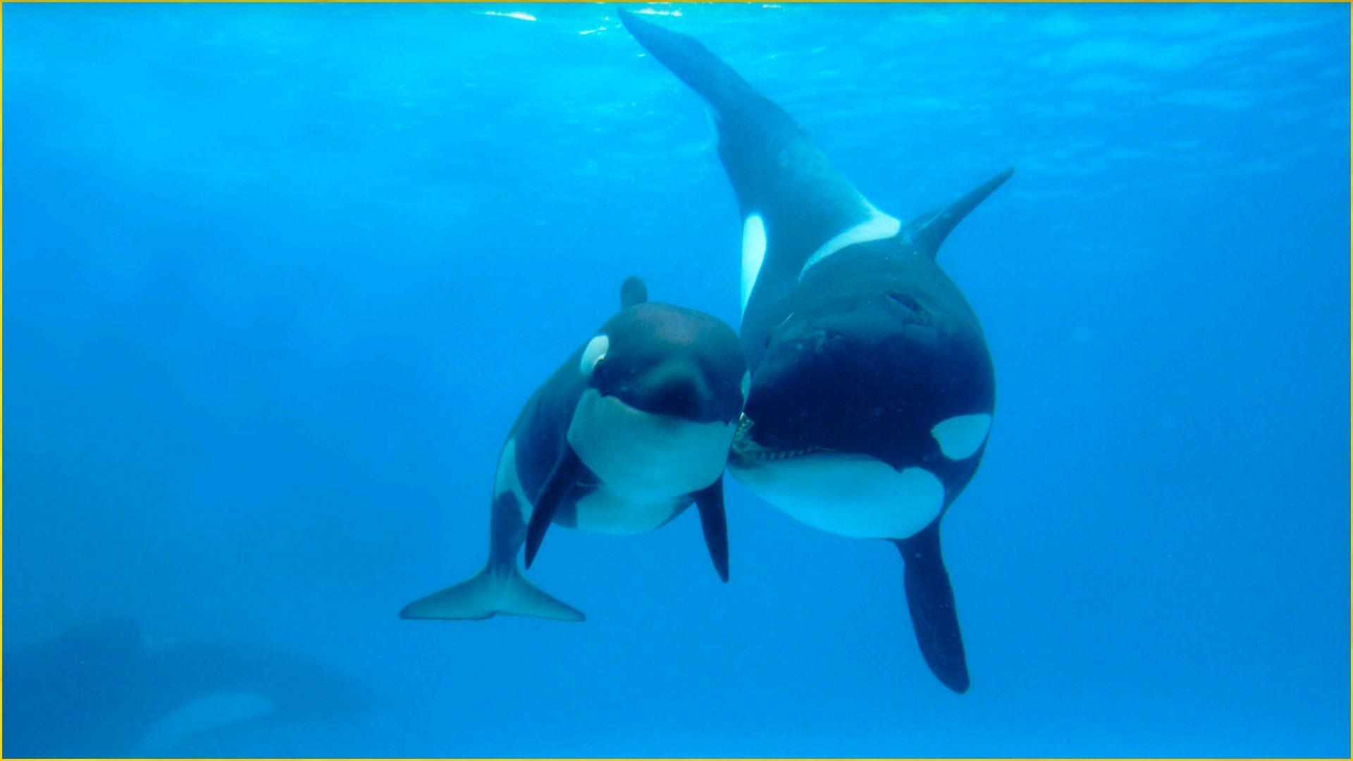 1920x1080 Amazing Sea life Wallpaper for Android