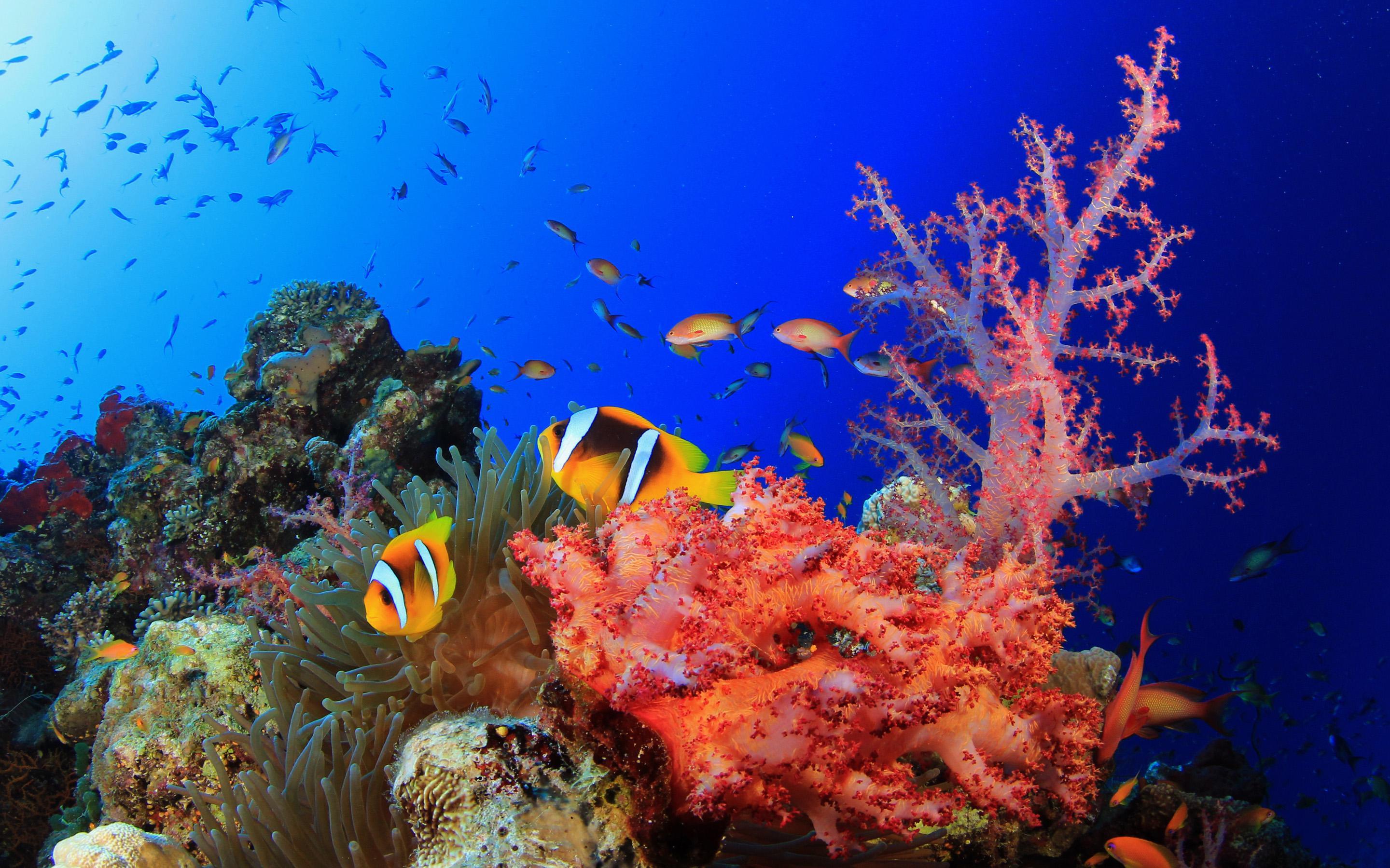 2880x1800 Sealife Wallpaper. Sealife Wallpaper