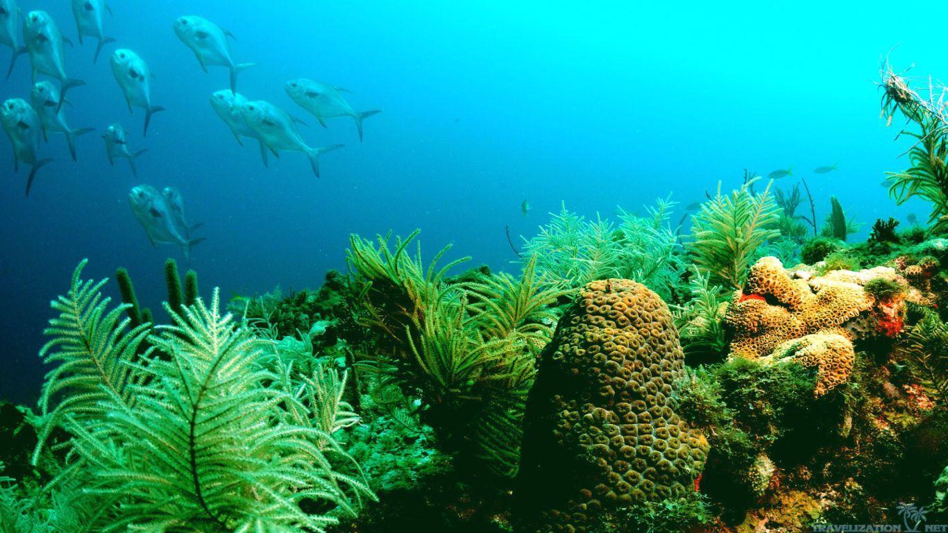 1366x768 Free download Ocean Life Wallpaper 5 [1366x768]