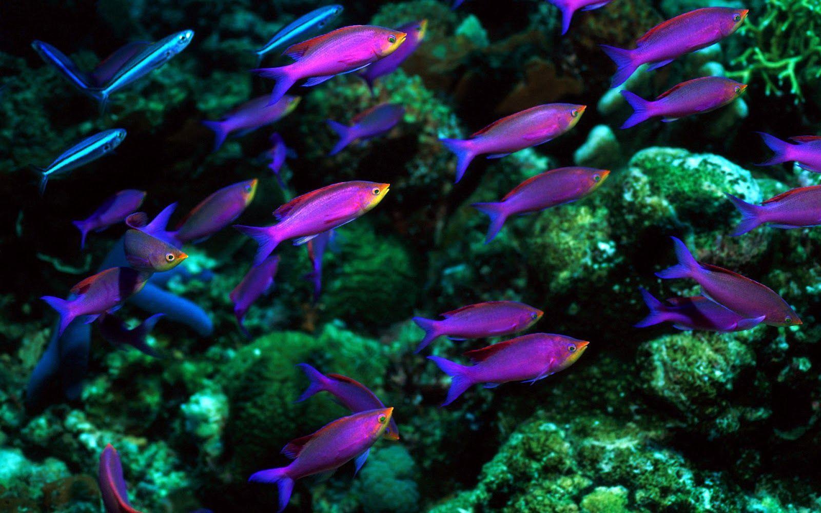 1600x1000 Sea Life Image. Best Ocean Life Wallpaper Life On The