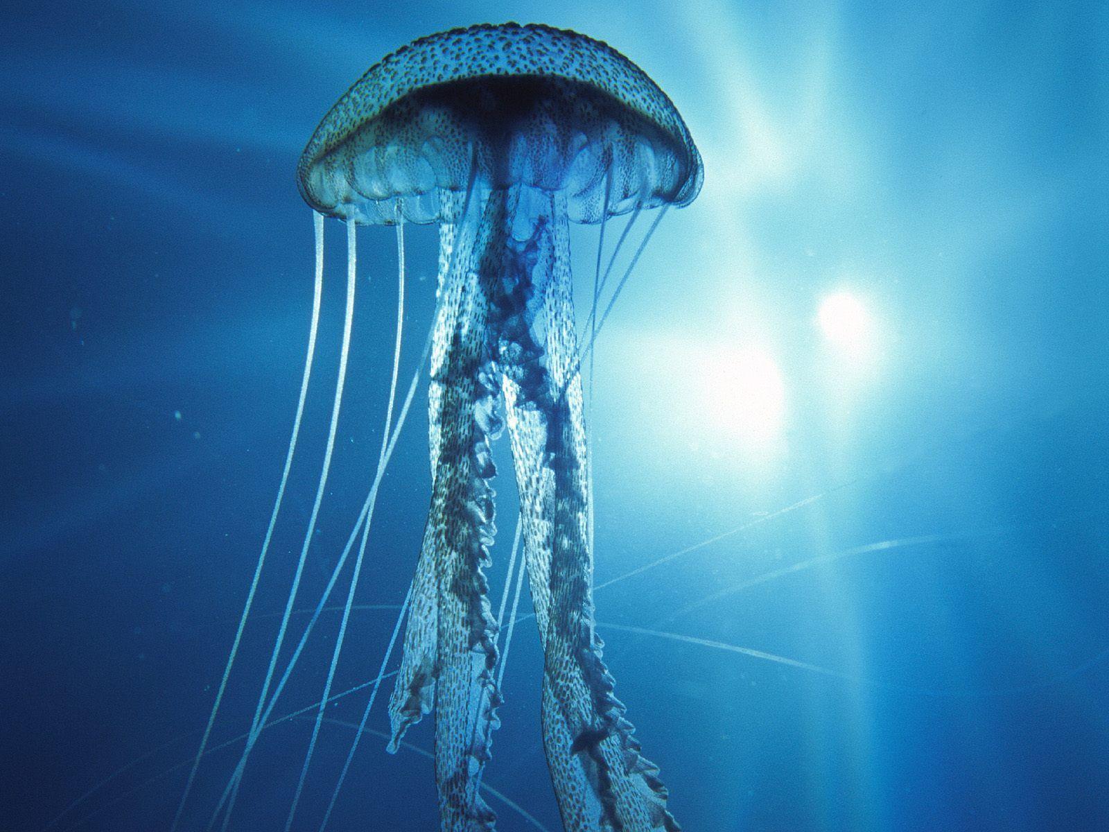 1600x1200 Ocean Life Wallpaper
