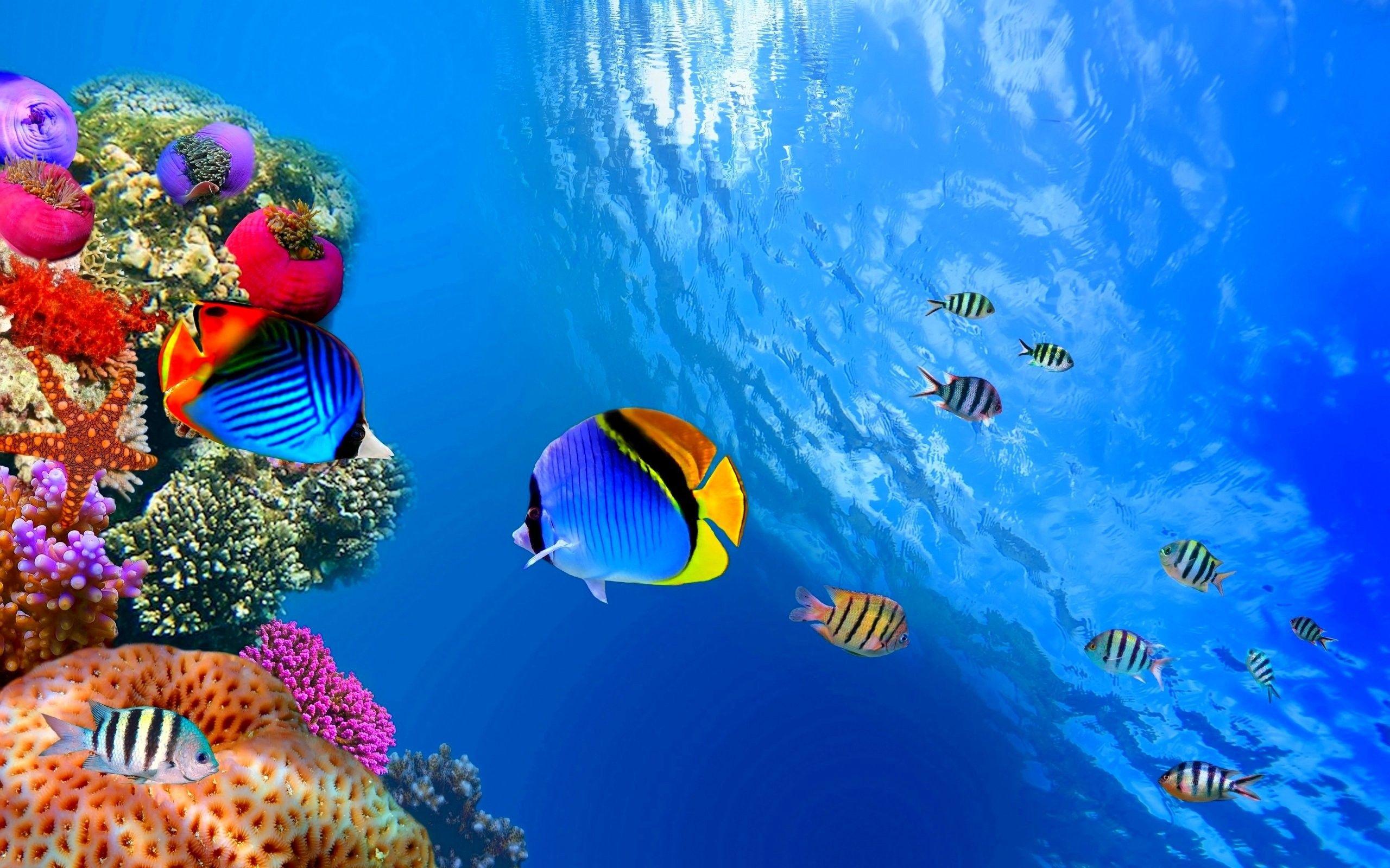 Sea Life Wallpapers Top Free Sea Life Backgrounds WallpaperAccess