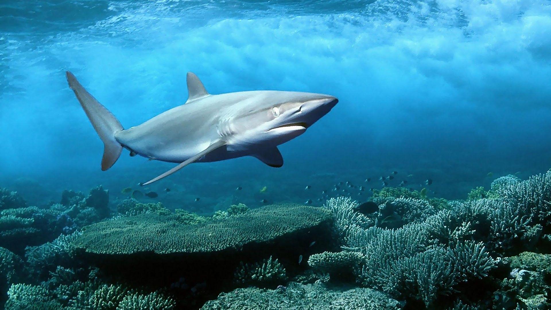 1920x1080 Marine Life Wallpaper