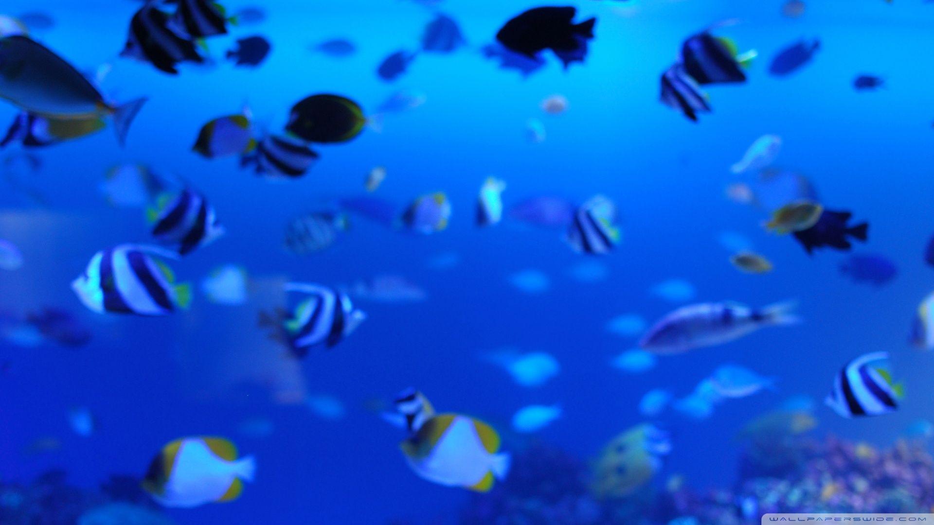 1920x1080 Marine Life Ultra HD Desktop Background Wallpaper for 4K UHD