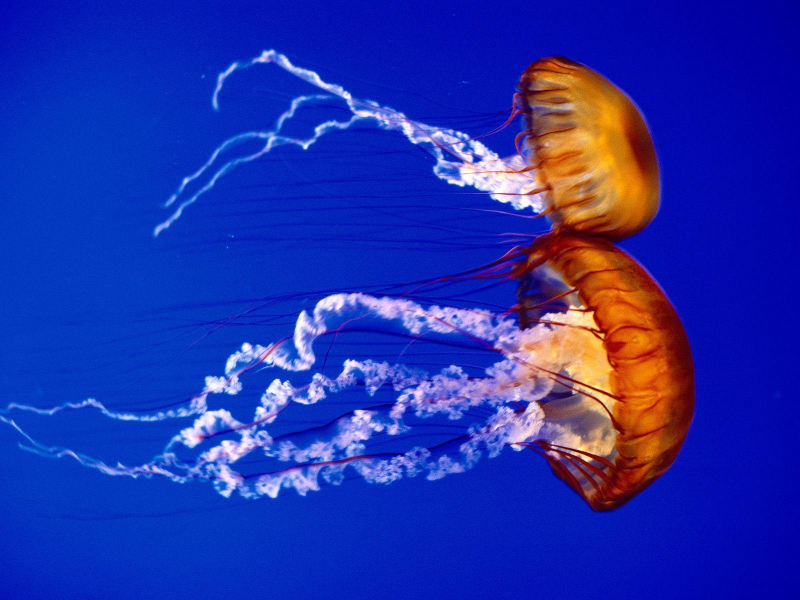 1600x1200 Ocean Life Wallpaper Free Sea Nettles Wallpaper