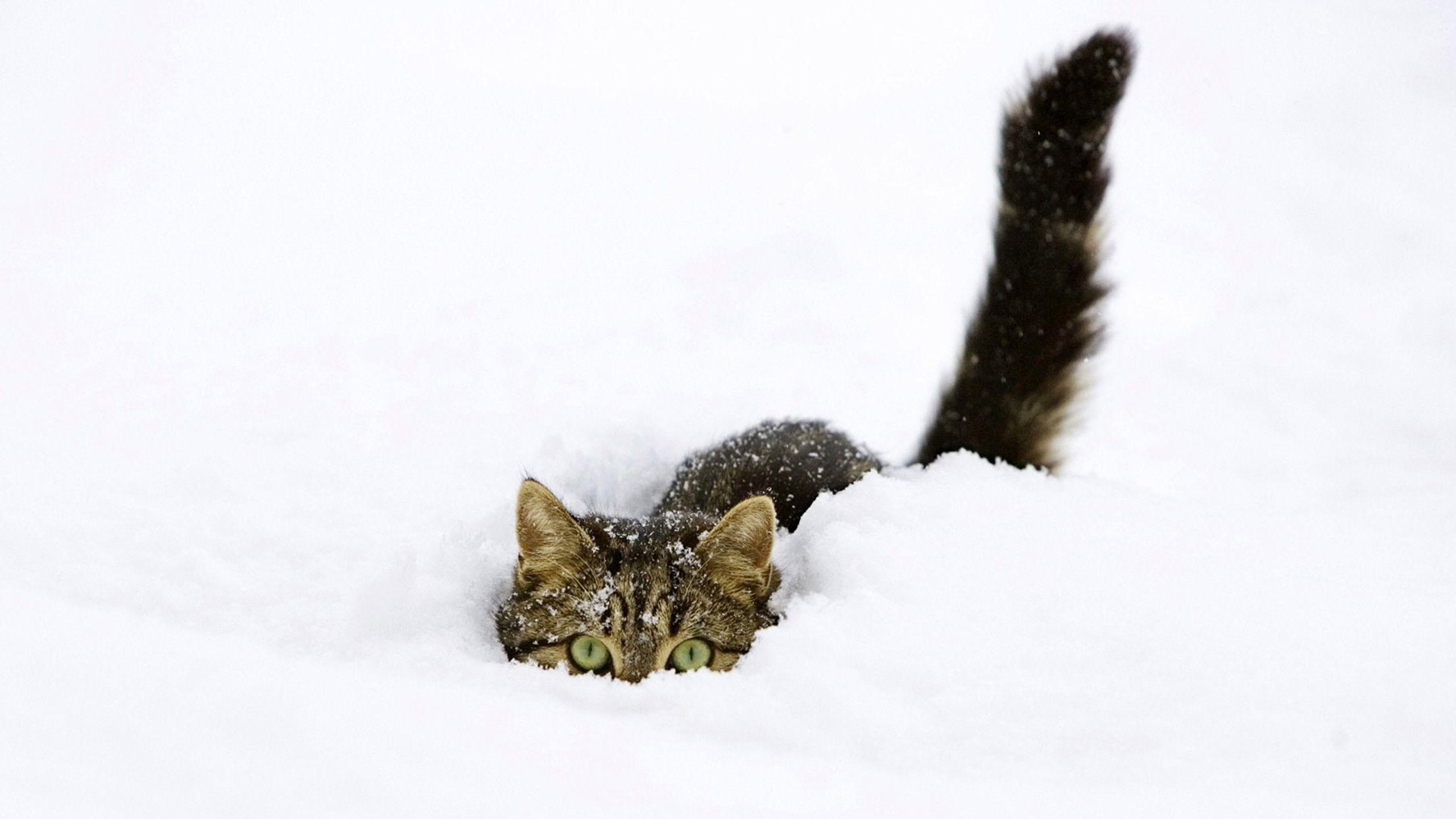 2560x1440 winter, snow, cats, animals, funny, funny animals wallpaper