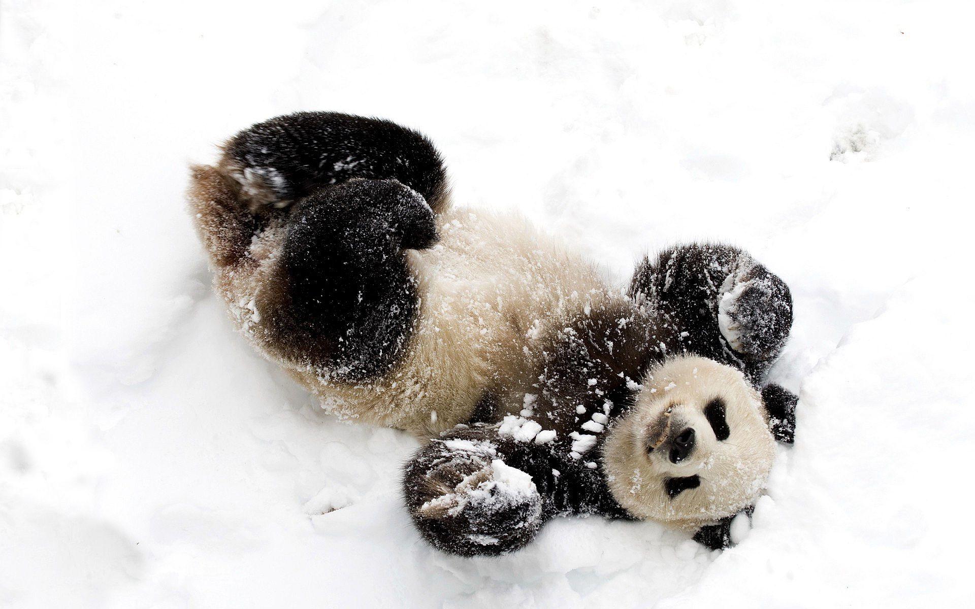 1920x1200 Panda snow fun wallpaperx1200