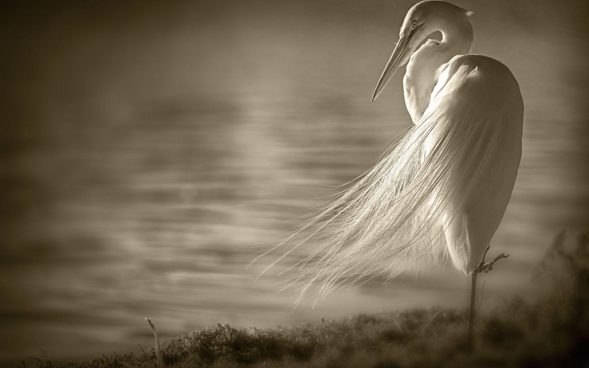 1920x1200 HDWP 42: Crane Bird Collection Of Widescreen Wallpaper