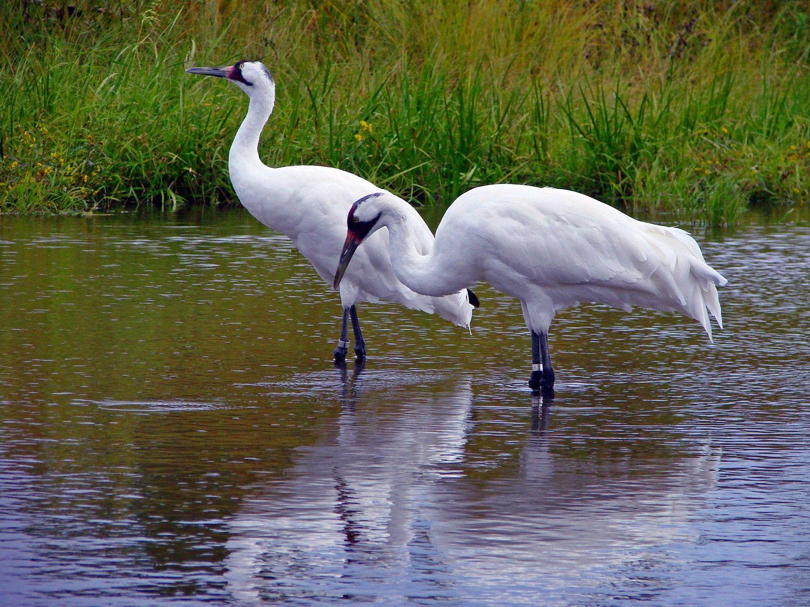 Japanese Crane Birds Wallpapers Top Free Japanese Crane Birds 