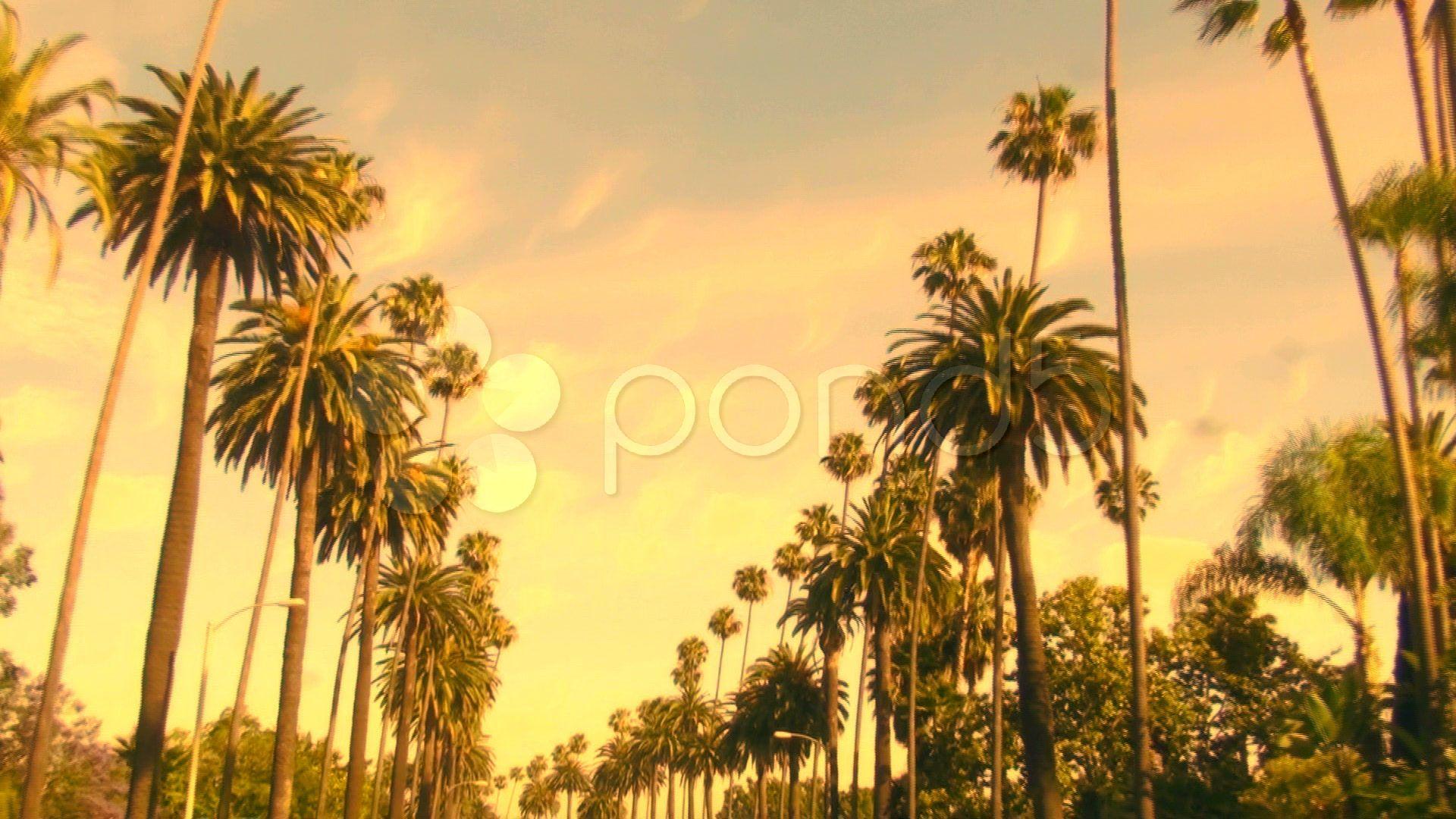 1920x1080 Palm Trees Tumblr Vintage Palm Springs Palm Trees Tumblr