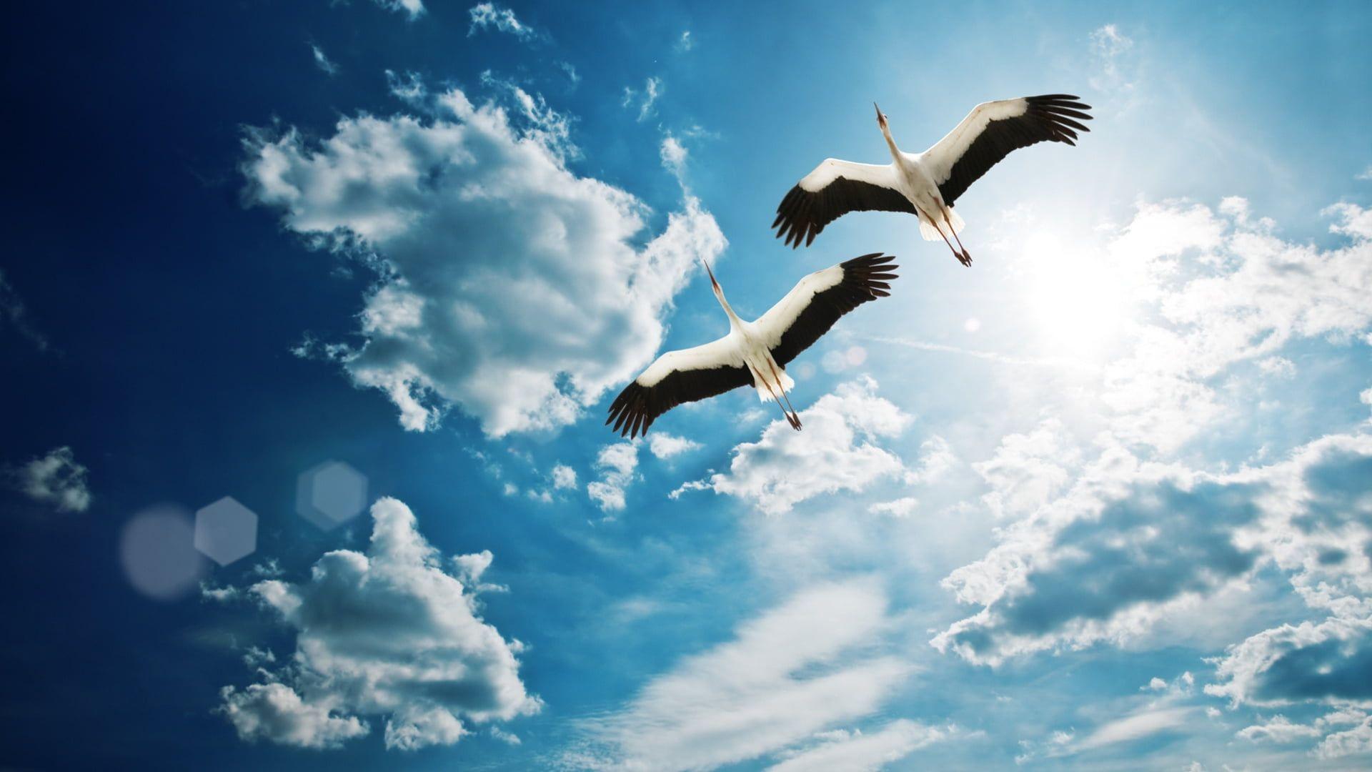 1920x1080 Two Black And White Long Beck Birds HD Wallpaper