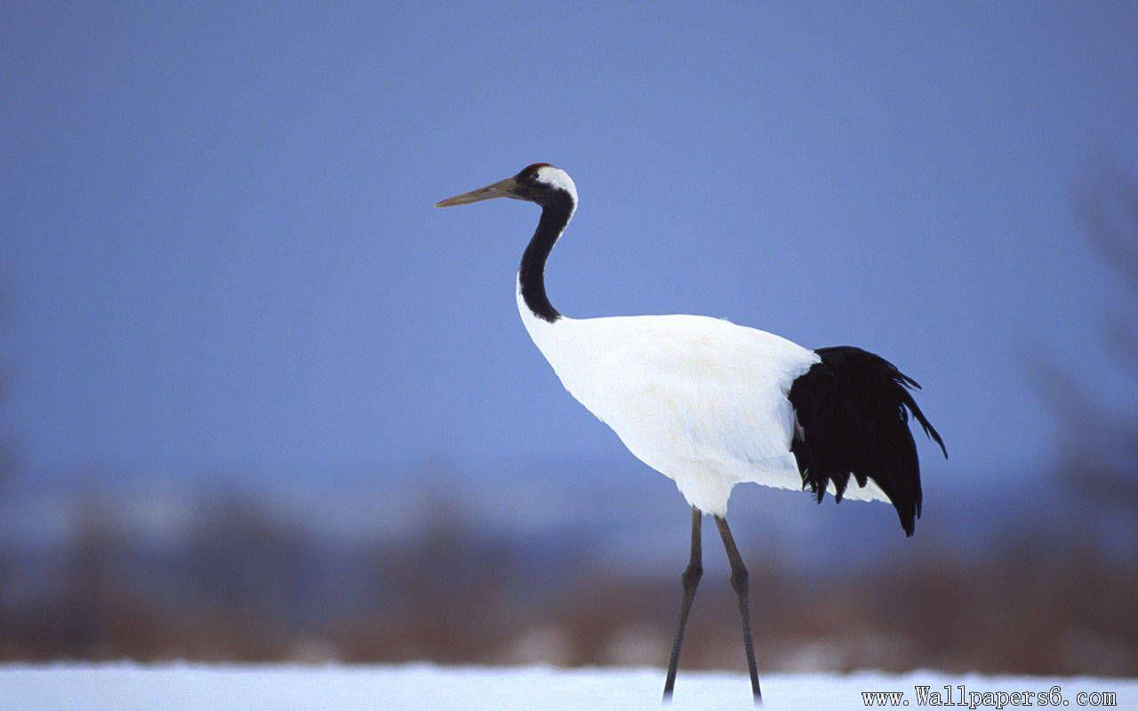 Japanese Crane Birds Wallpapers - Top Free Japanese Crane Birds