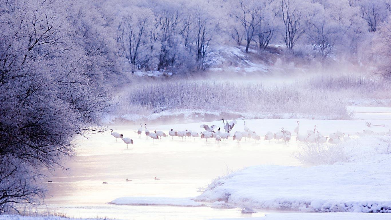 1366x768 Birds: Crowned Lake Nature Winter Japanese Red Scenery Crane Japan