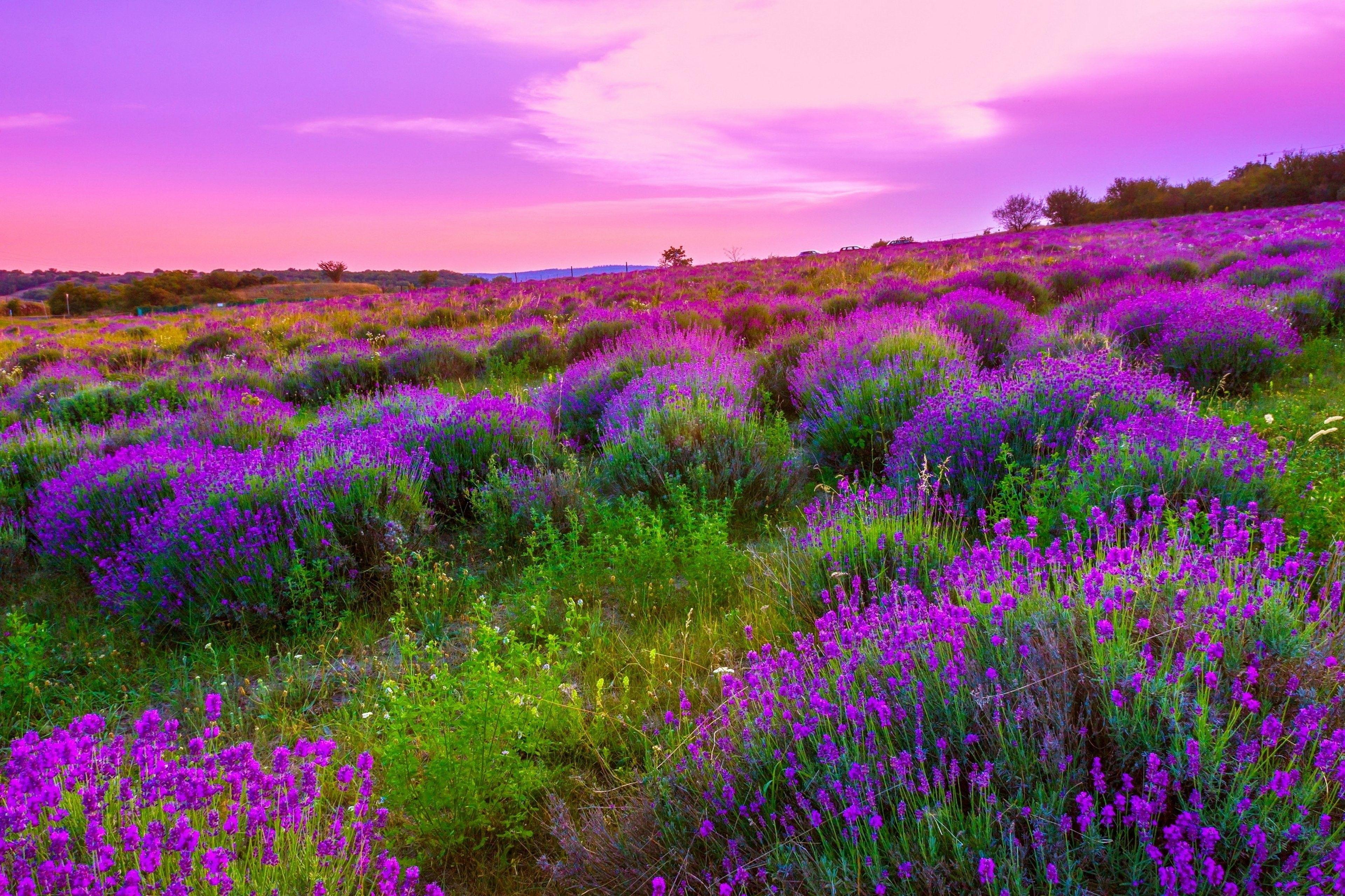 3840x2560 Colorful, Emotions, Nature Wallpaper, Pink, Countryside
