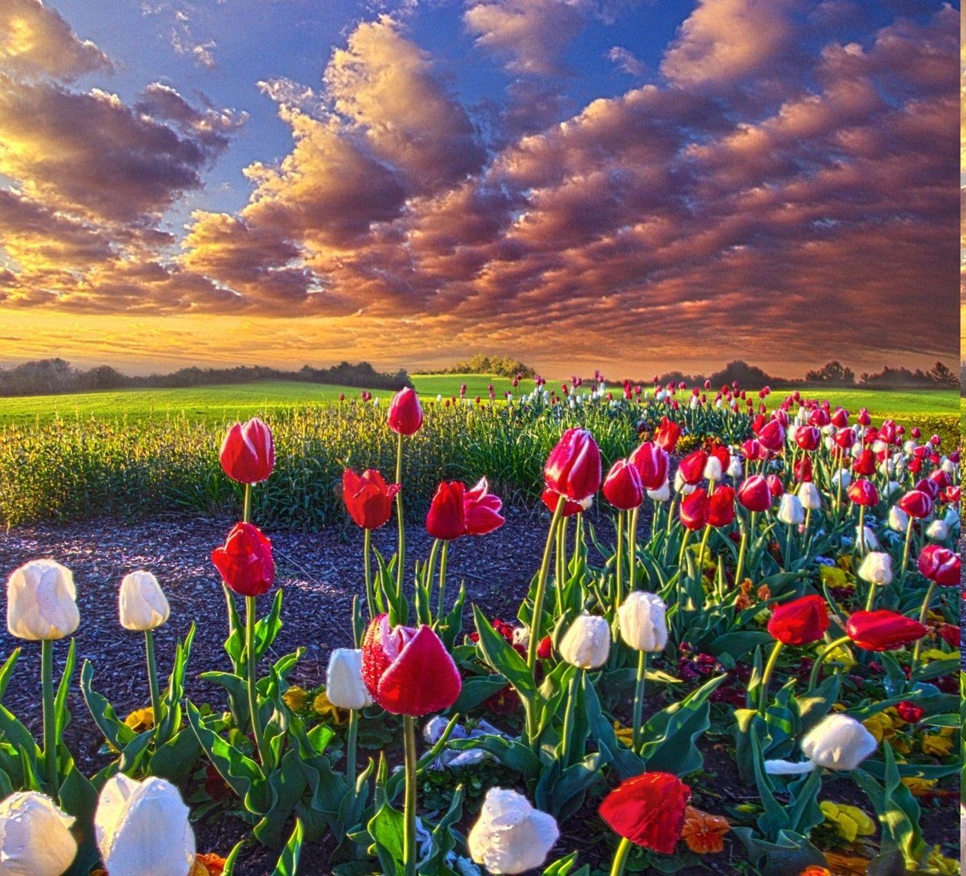 1400x1270 spring flowers tulips field sunrise grass clouds nature