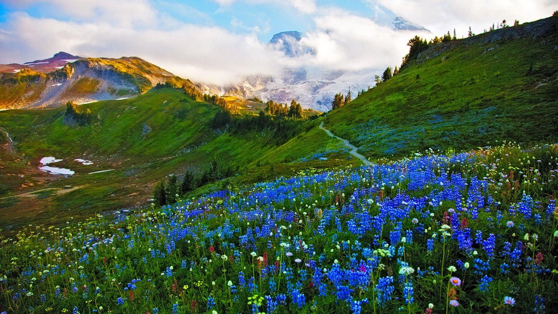 1920x1080 Landscape Spring Meadow Flowers Wallpaper HD 8632