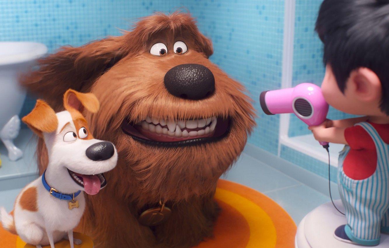 1332x850 Wallpaper animals, dogs, baby, Hairdryer, The secret life