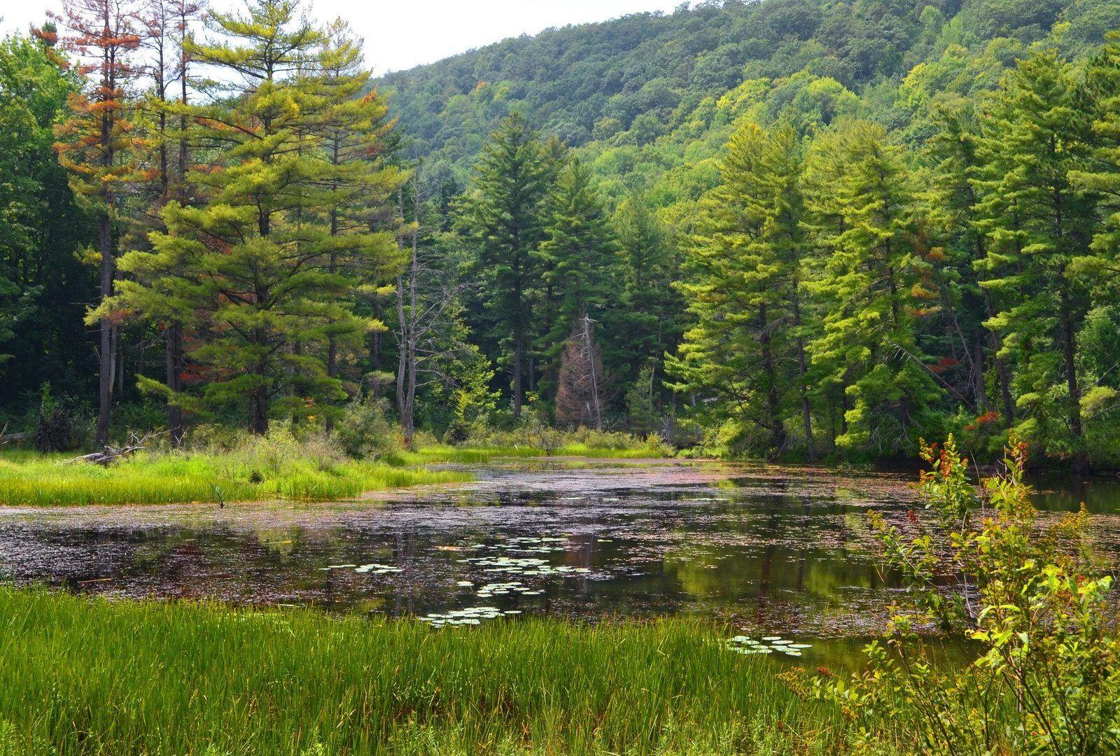 1600x1080 Pond Tag wallpaper: Neat Panorama Stream Refleced Coloured