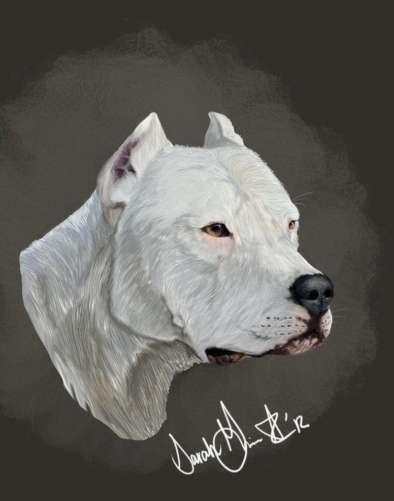800x1018 Dogo Wallpaper