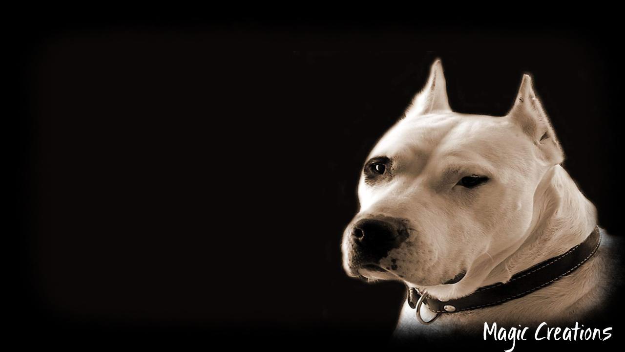 1280x720 Dogo Argentino Wallpaper for Android