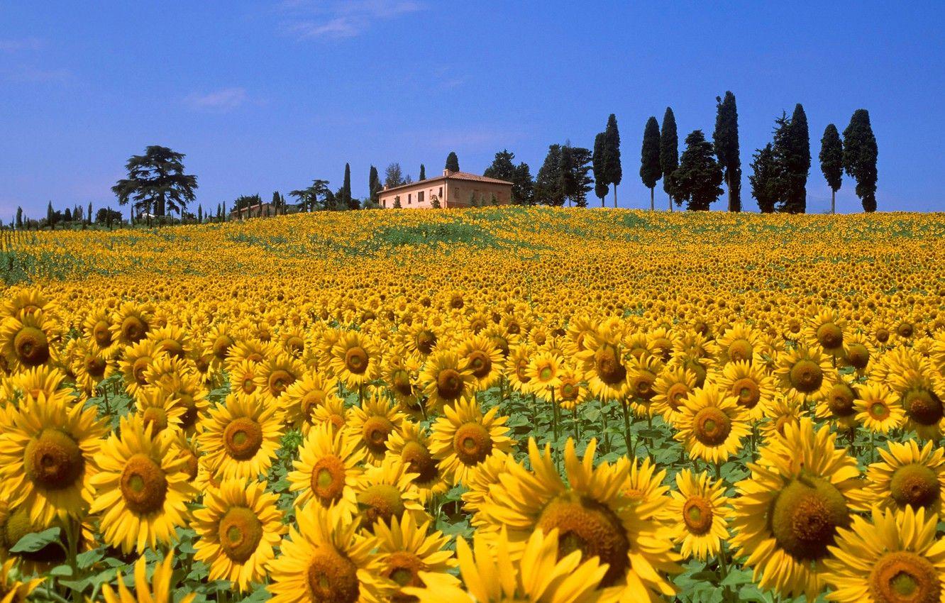 1332x850 Wallpaper field, the sky, trees, flowers, house, hills