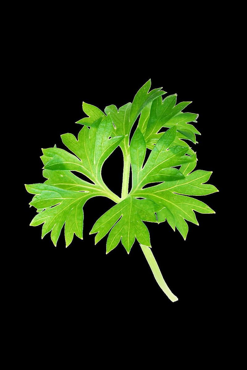 800x1200 Parsley, green, herb, spice, vegetable, garnish, health benefits, HD phone wallpaper