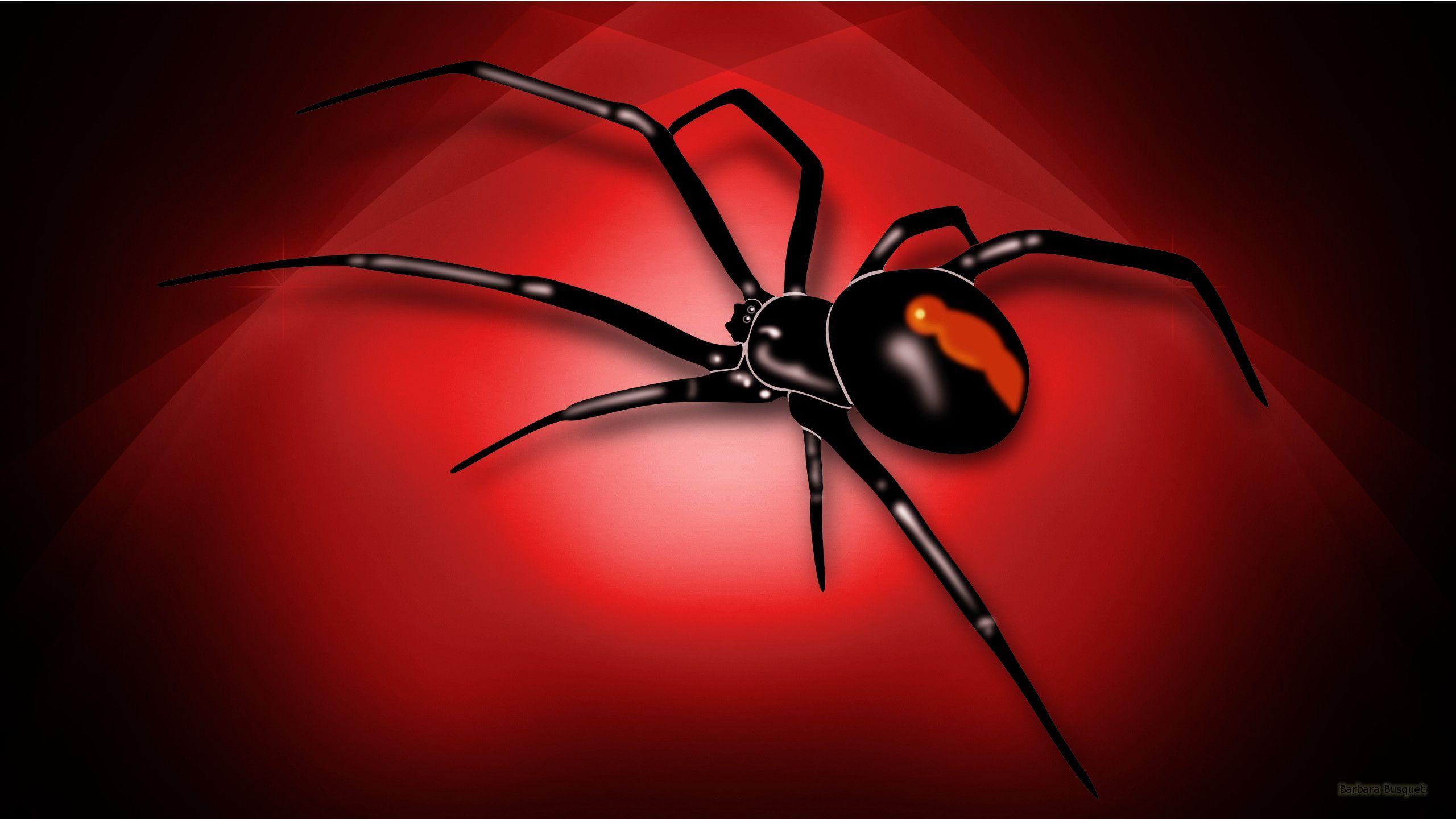 Black Widow Spider Wallpapers - Top Free Black Widow Spider Backgrounds -  WallpaperAccess
