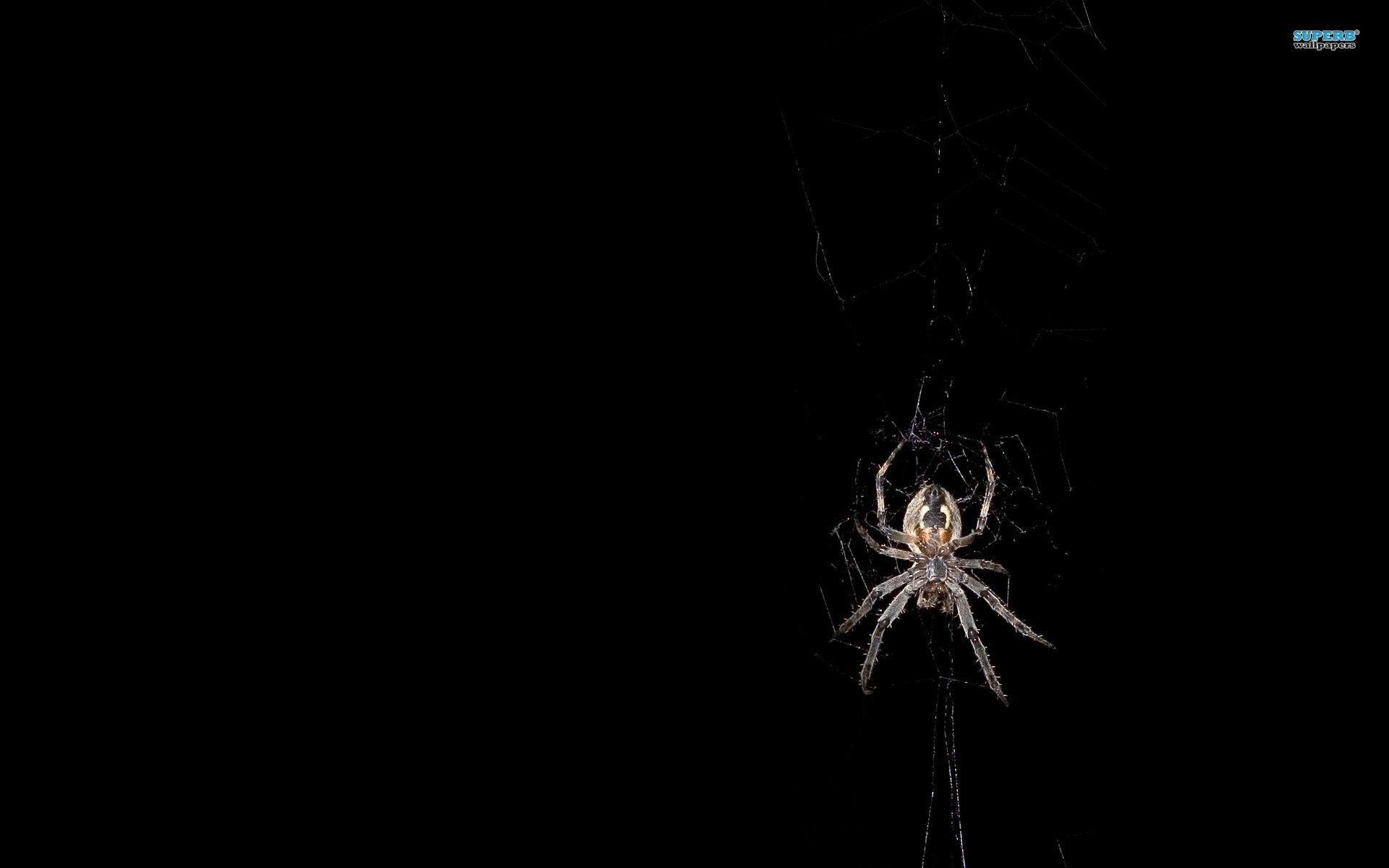 1920x1200 HD Spider Wallpaper