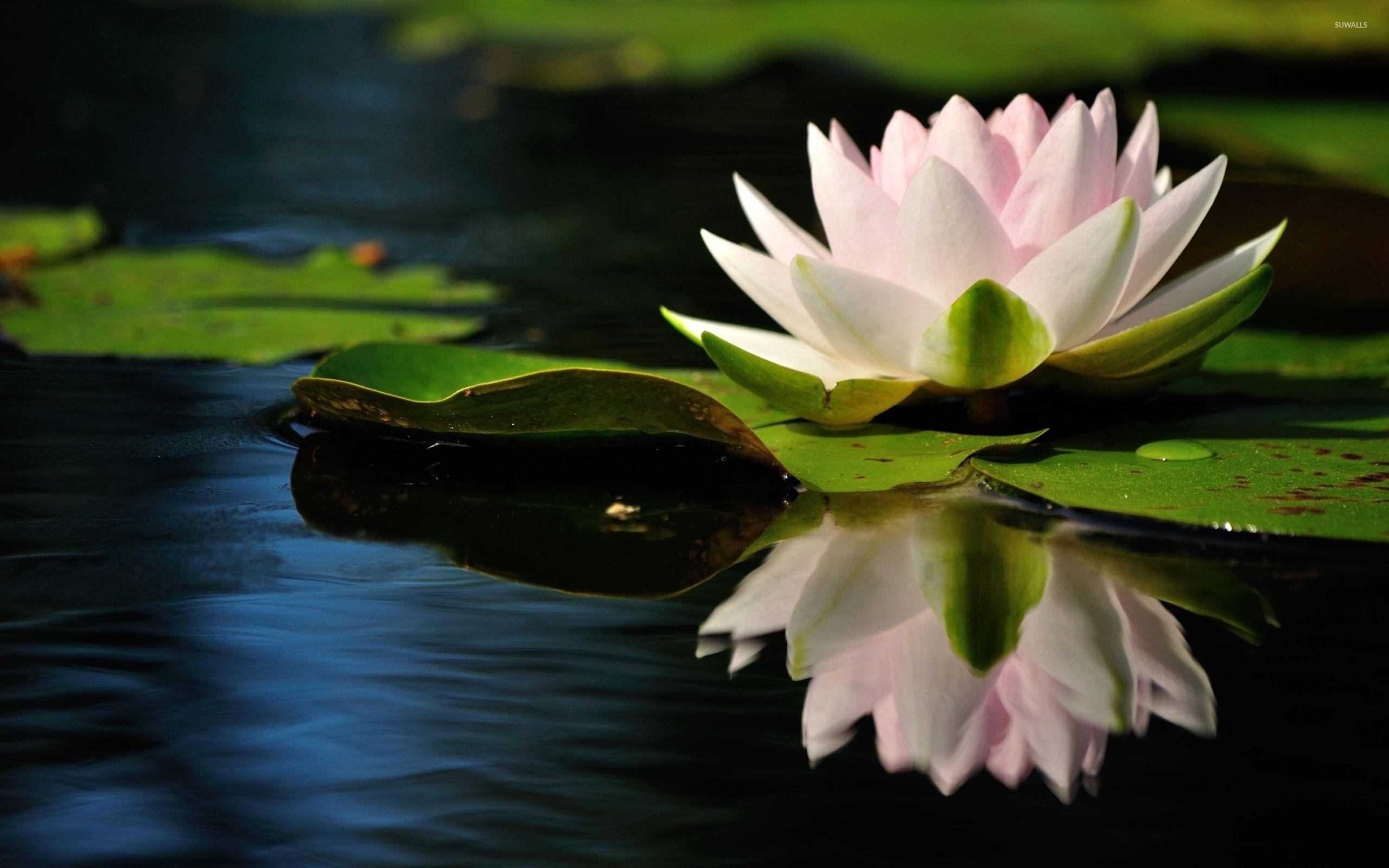 Water Lily Wallpapers - Top Free Water Lily Backgrounds - WallpaperAccess