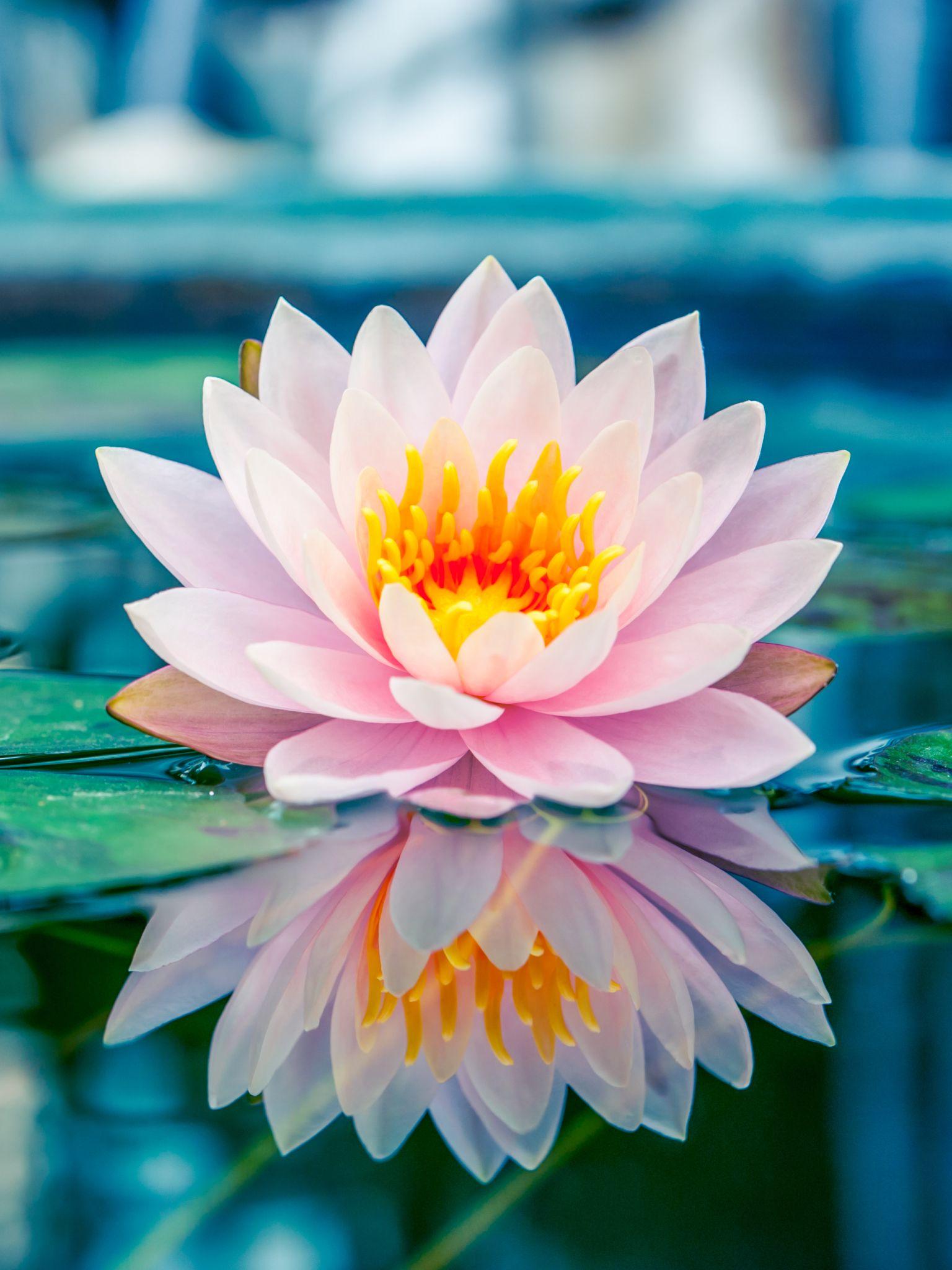 1536x2048 Earth Water Lily (1536x2048) Wallpaper