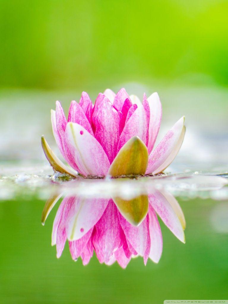 Download Water Lily wallpapers for mobile phone free Water Lily HD  pictures
