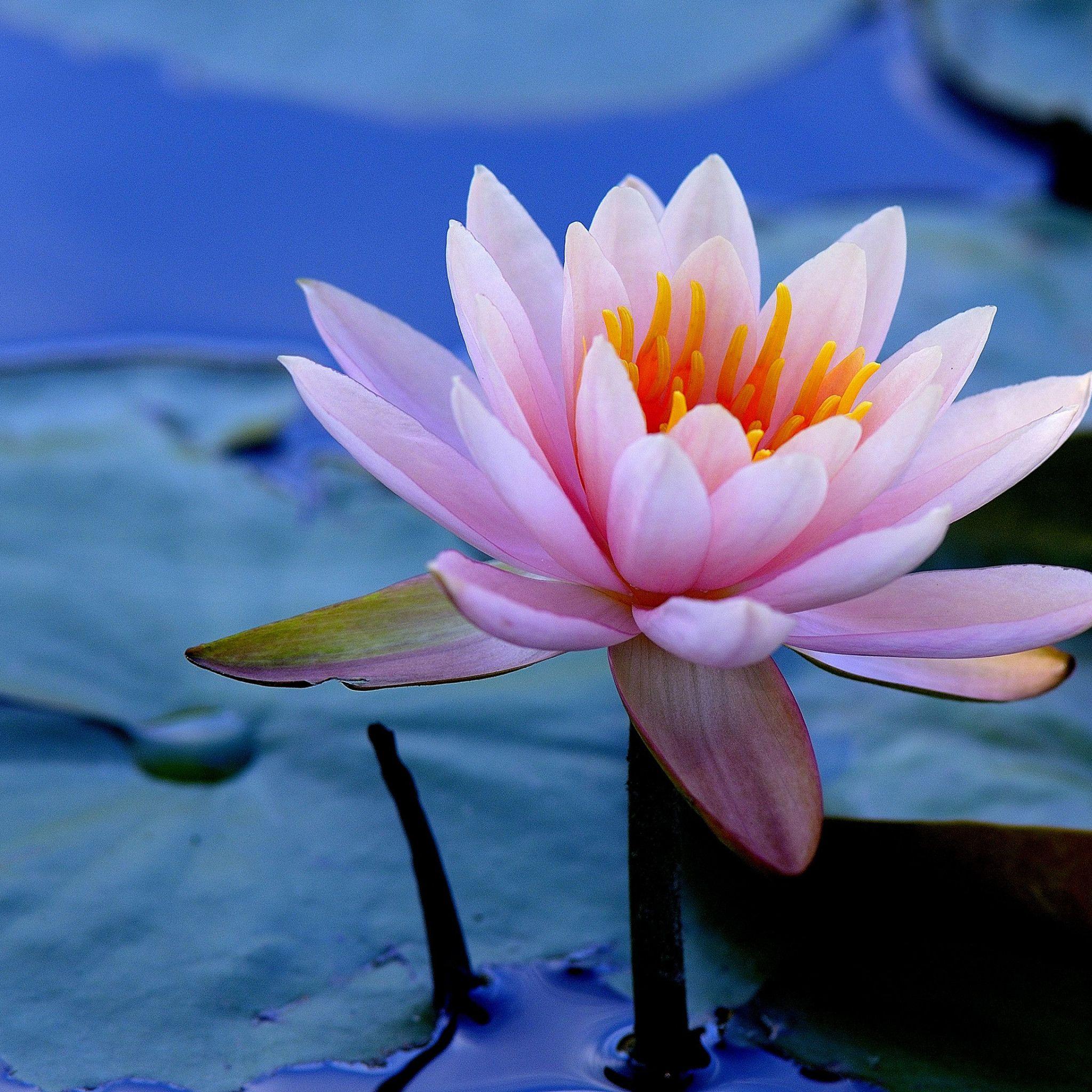 Water Lily Wallpapers - Top Free Water Lily Backgrounds - WallpaperAccess